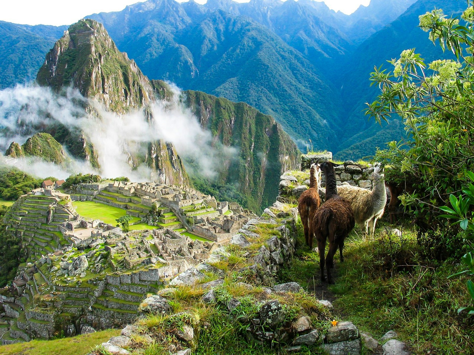 Llamas watch over Machu Picchu covered in mist © coopermoisse / Getty Images