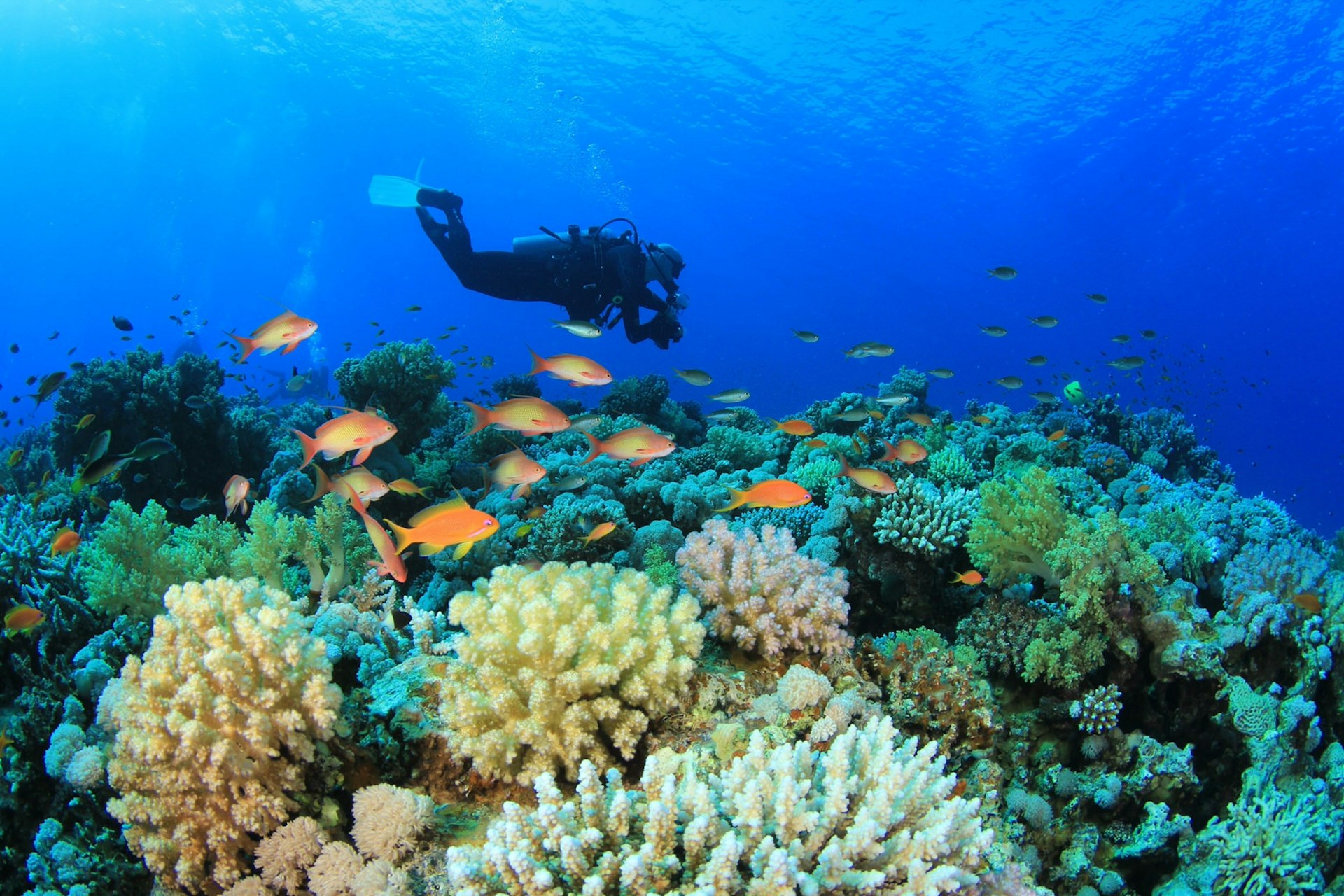 Scuba diver exploring a reef in the Philippines © Rich Carey / Shutterstock