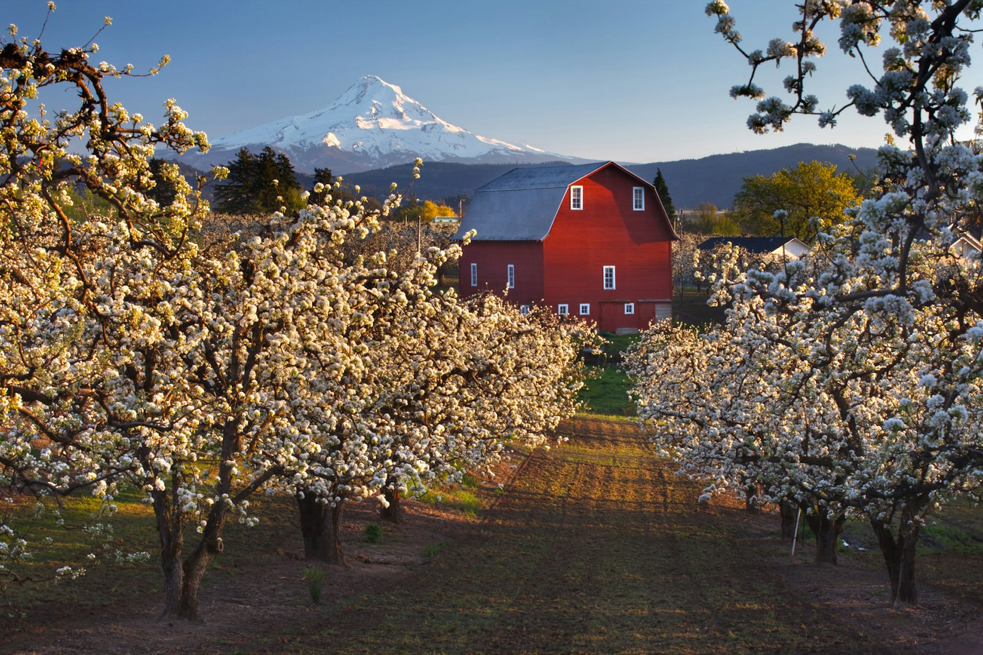 View of barn and mount hood from apple orchard © Getty Images