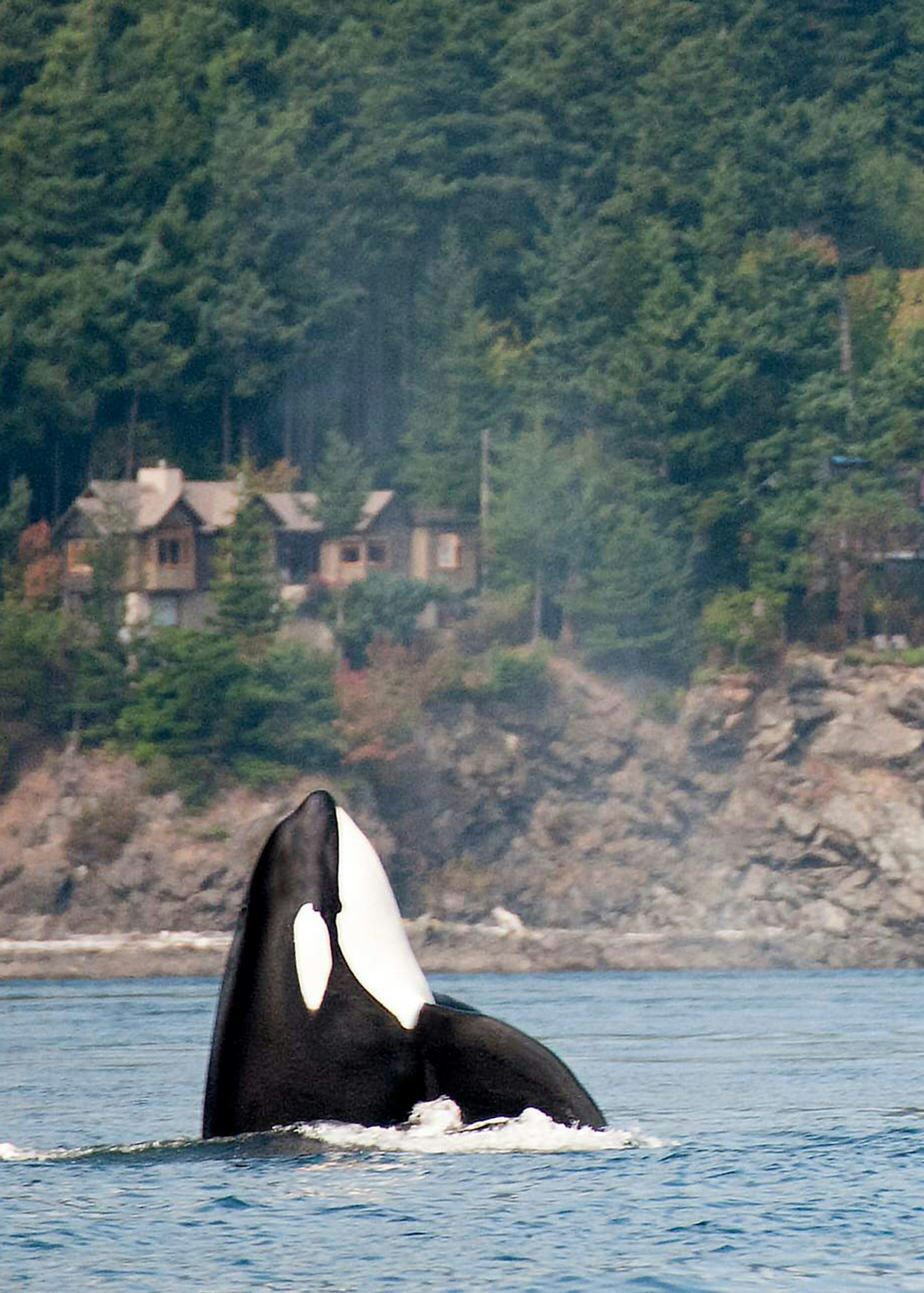 An Orca surfacing in the San Juan Islands, Washington State © roclwyr / Getty Images