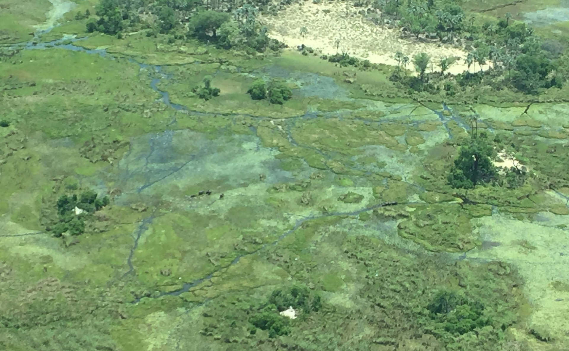 Four elephants, looking more like ants, wade through the rich green flooded grasses, with the parched islands of the delta in the background © Matt Phillips / Lonely Planet