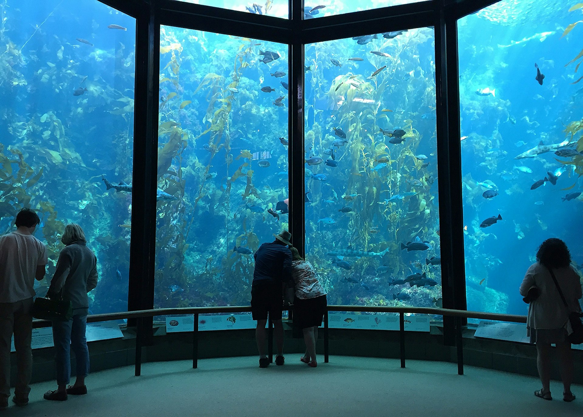 Fish tank in the Monterey Bay Aquarium © photocritical / Shutterstock