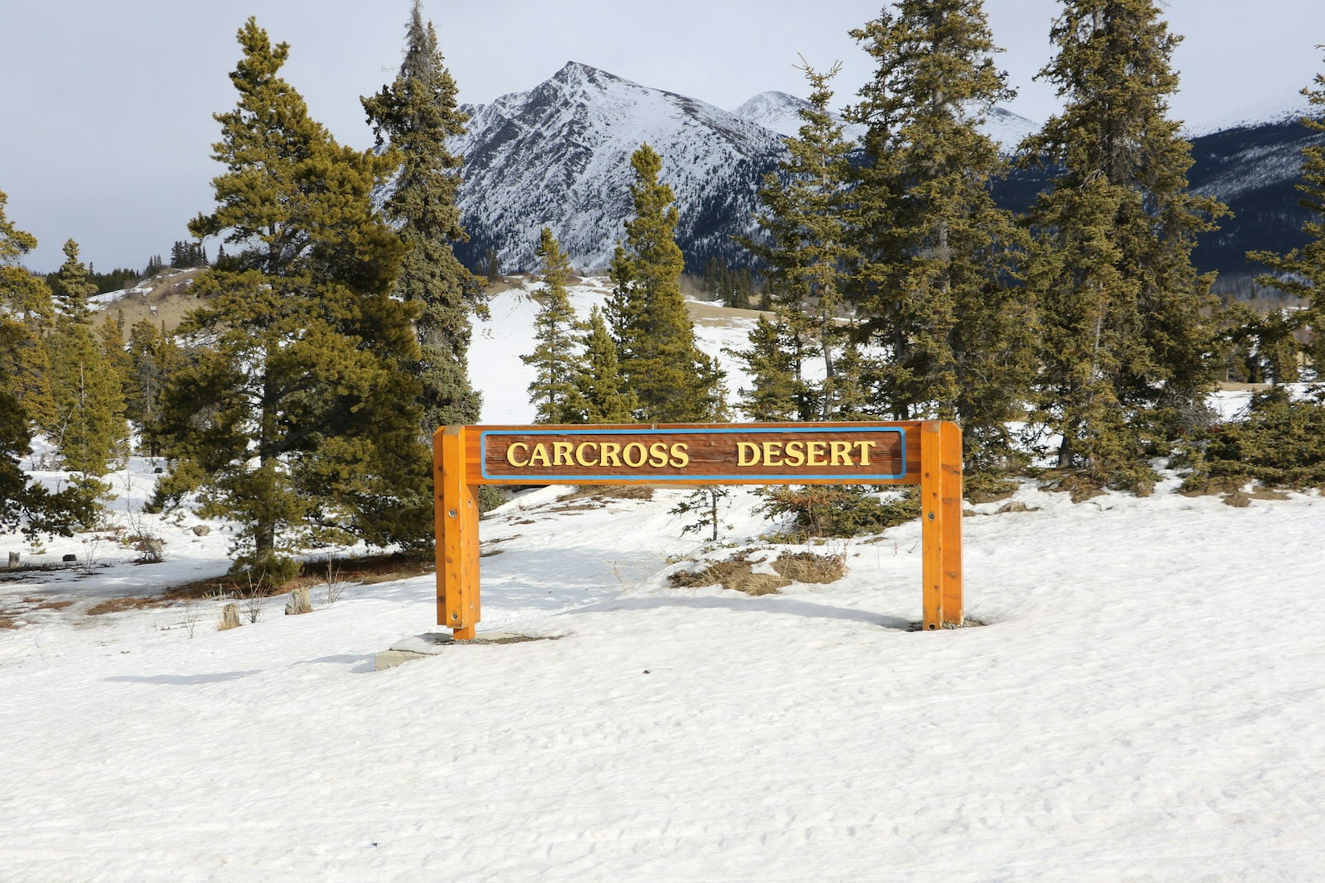 A sign reading Carcross Desert is seen in a snowbank, with alpine trees and a large mountain in the background © Mike MacEacheran / Lonely Planet