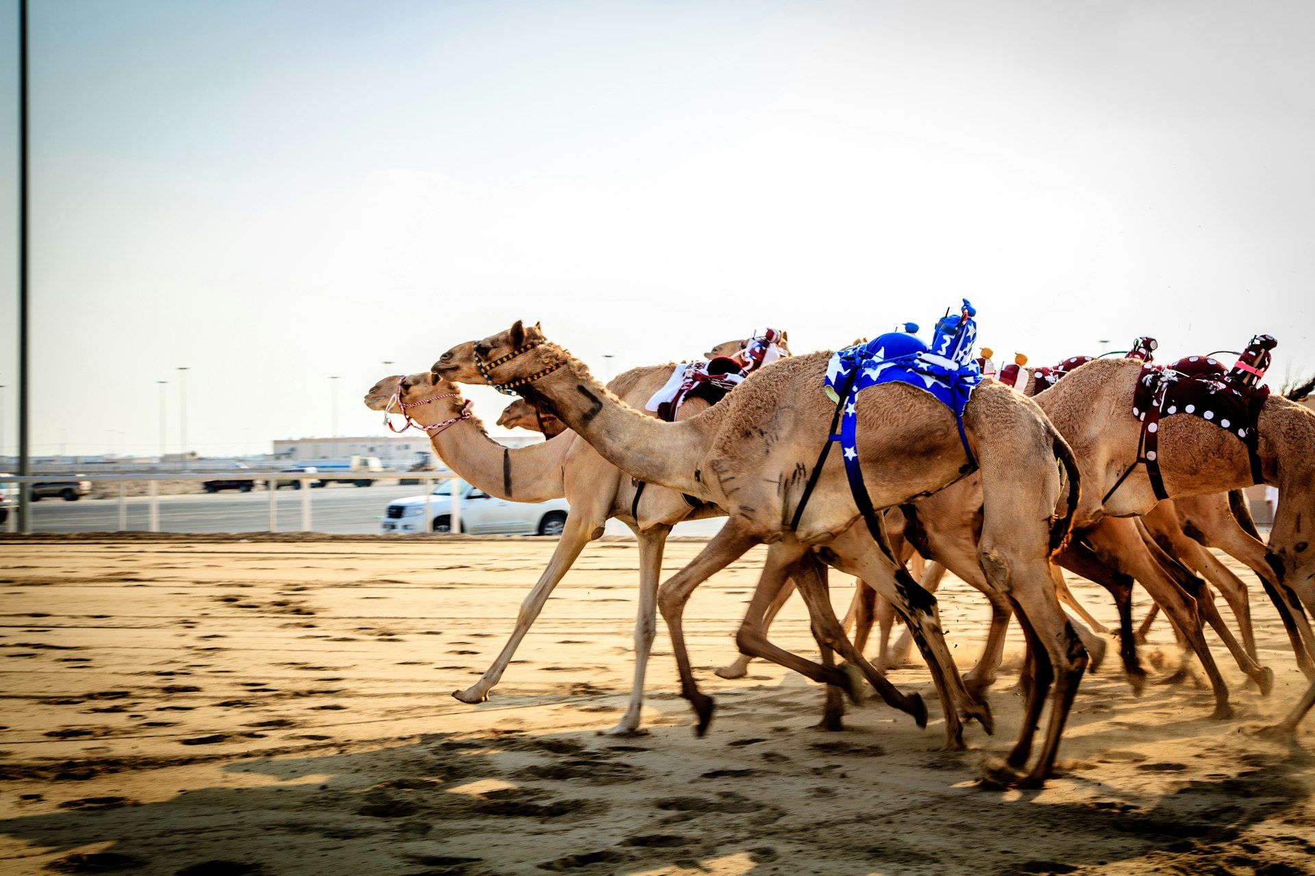 Camel racing at Al Shahaniya Racetrack © Omar Chatriwala / Getty Images