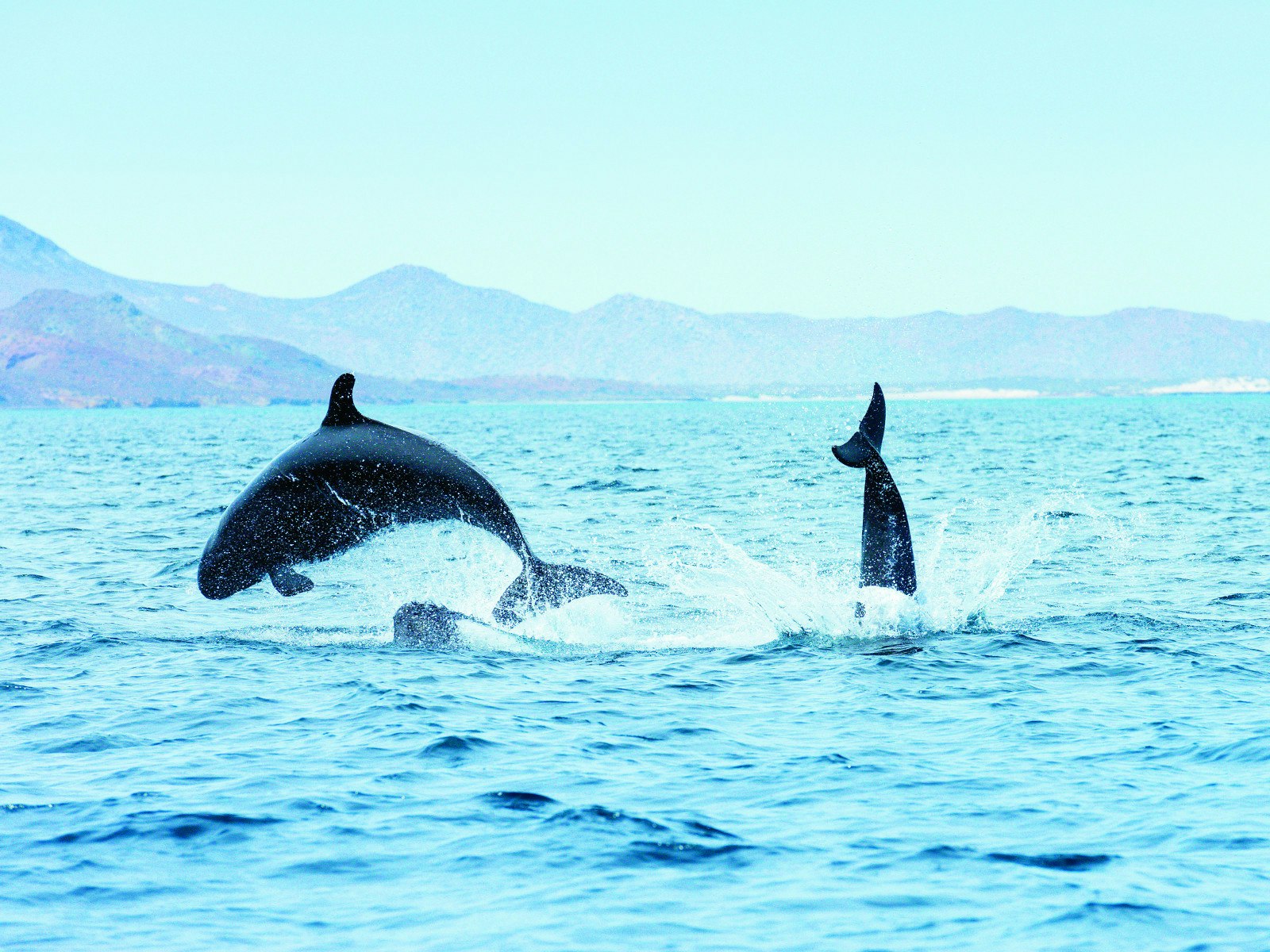 False killer whales playing at the surface of the water off the coast of La Paz