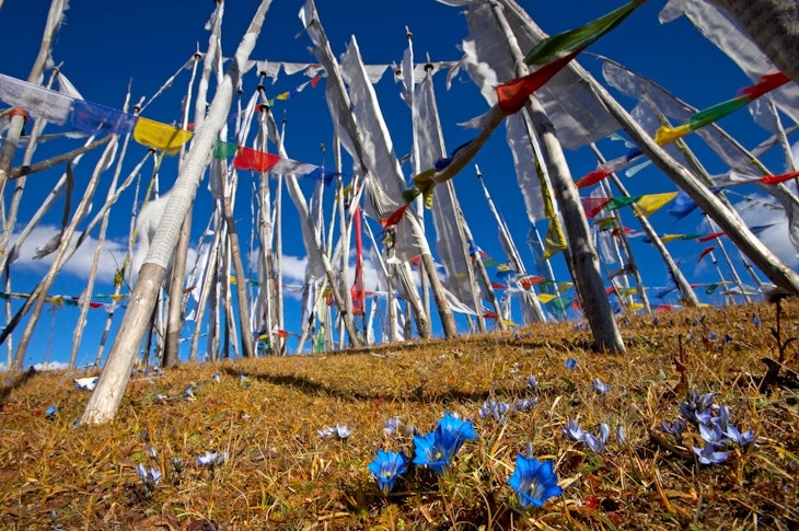 A jungle of prayer flags a top Cheli La pass (3810m), enroute to Haa Valley from Paro. Bhutan, 2005.