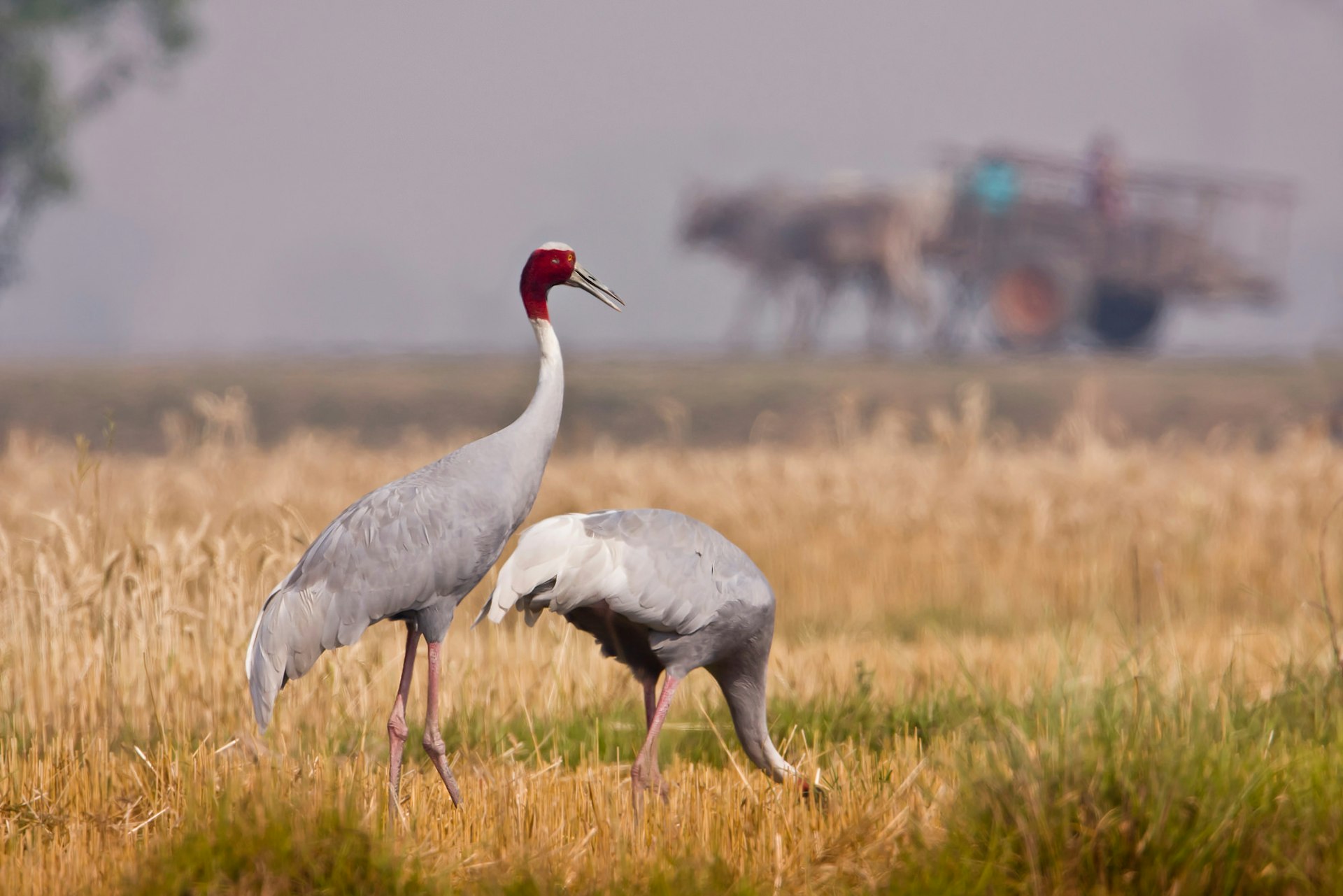 Red-headed sarus cranes stalk the wetlands around Lumbini © Utopia_88 / Getty Images