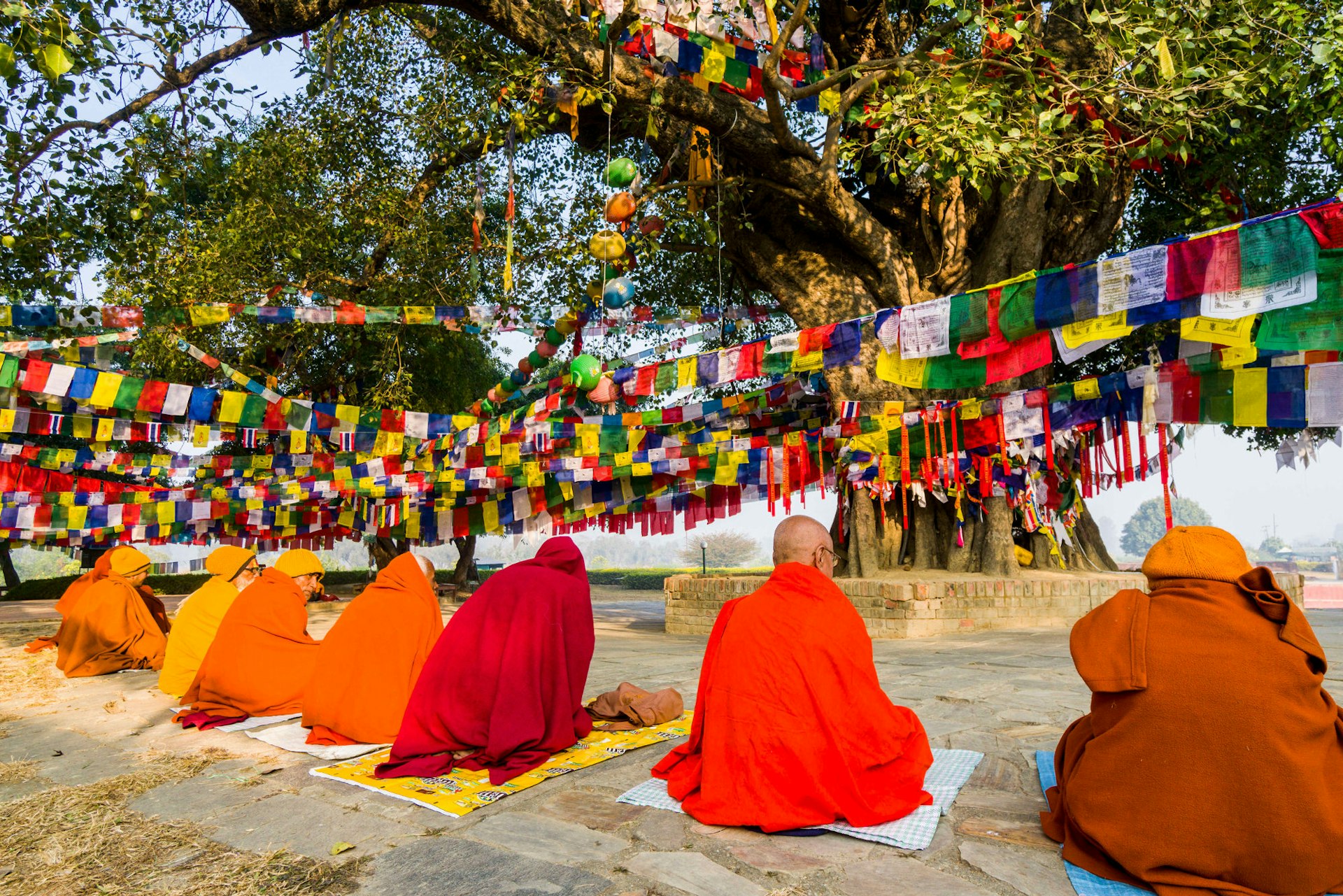 Men meditate in front of large bodhi tree amid hanging prayer flags