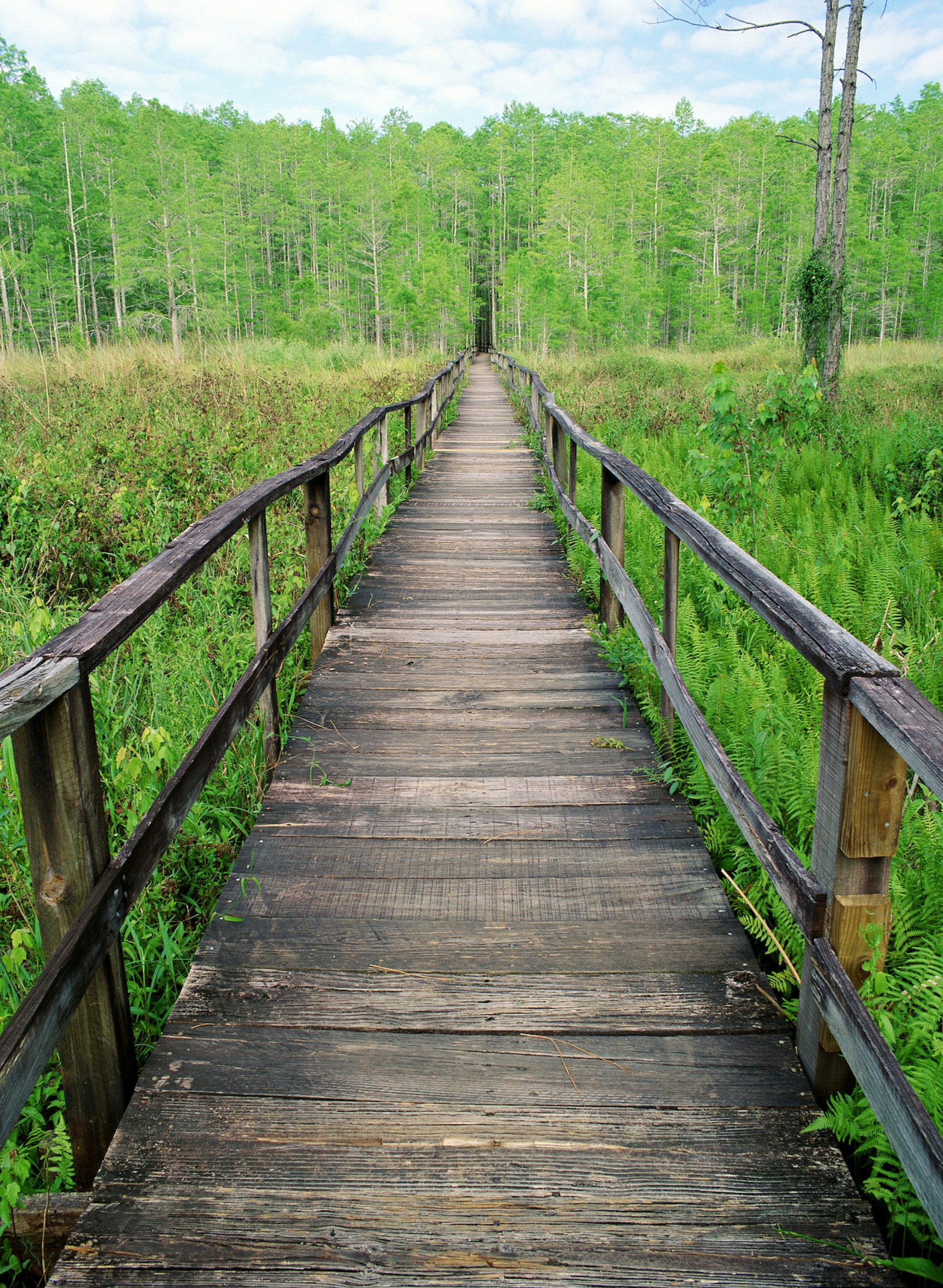 A boardwalk through Corkscrew Swamp Sanctuary, Florida