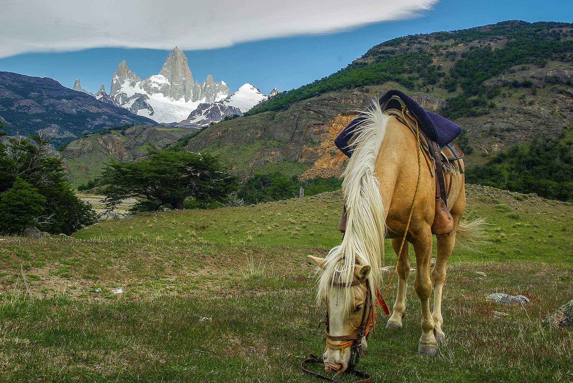 A tan horse with a white mane munches on grass in a field in front of Patagonian mountain peaks
