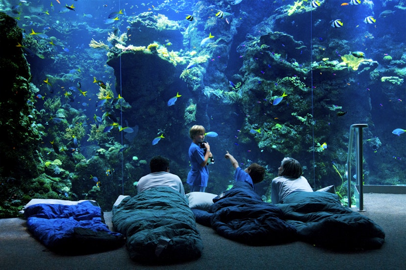Three kids and one adult lie in sleeping bags in front of a giant aquarium filled with brightly colored fish and coral © California Academy of Sciences