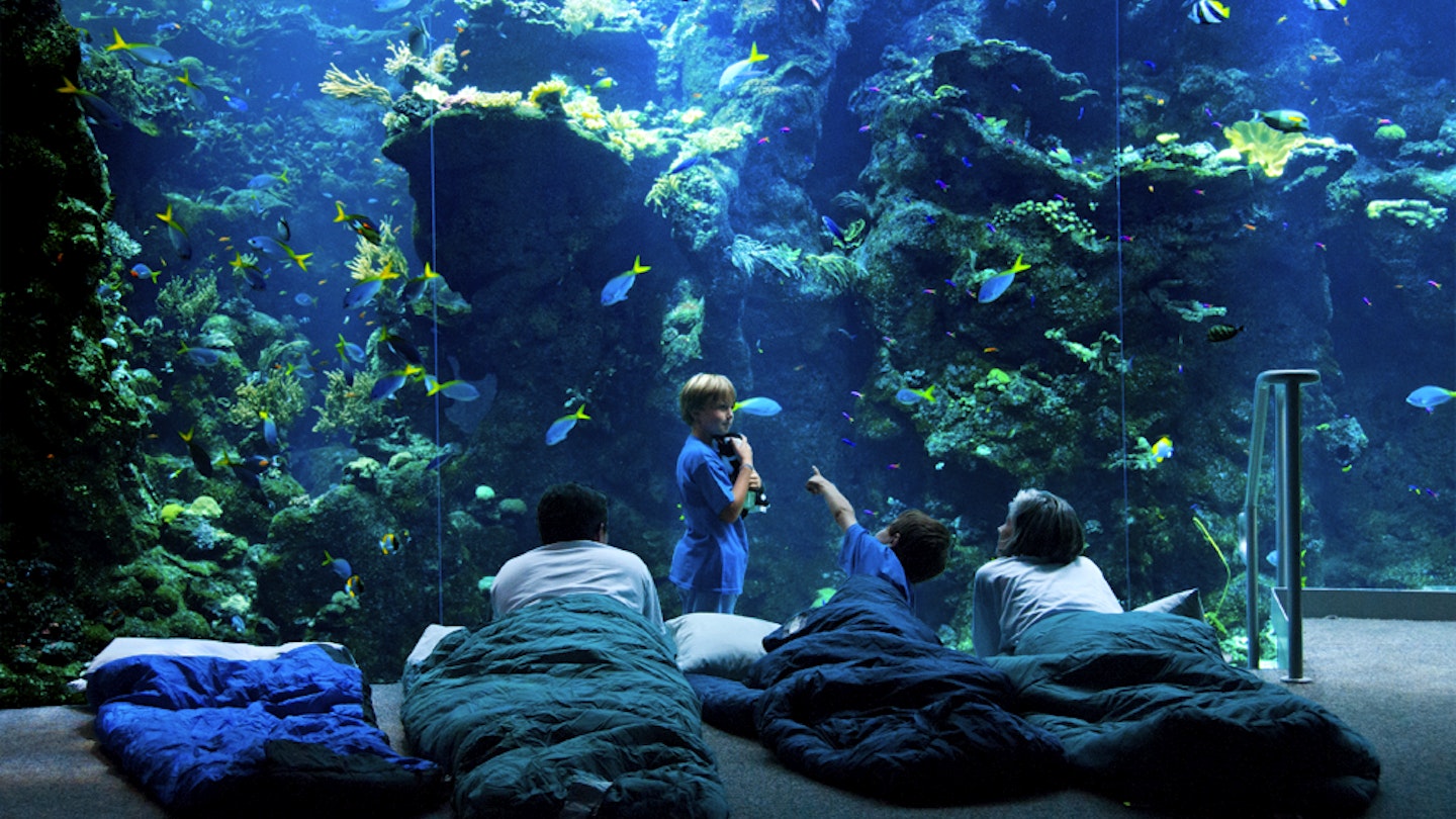 Three kids and one adult lie in sleeping bags in front of a giant aquarium filled with brightly colored fish and coral © California Academy of Sciences