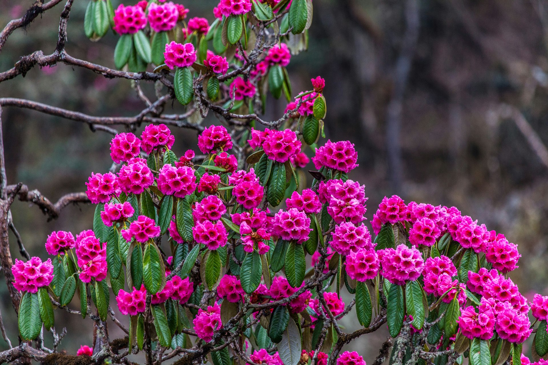 Rhododendron kesangiae, Pele La © Lindsay Brown / Lonely Planet