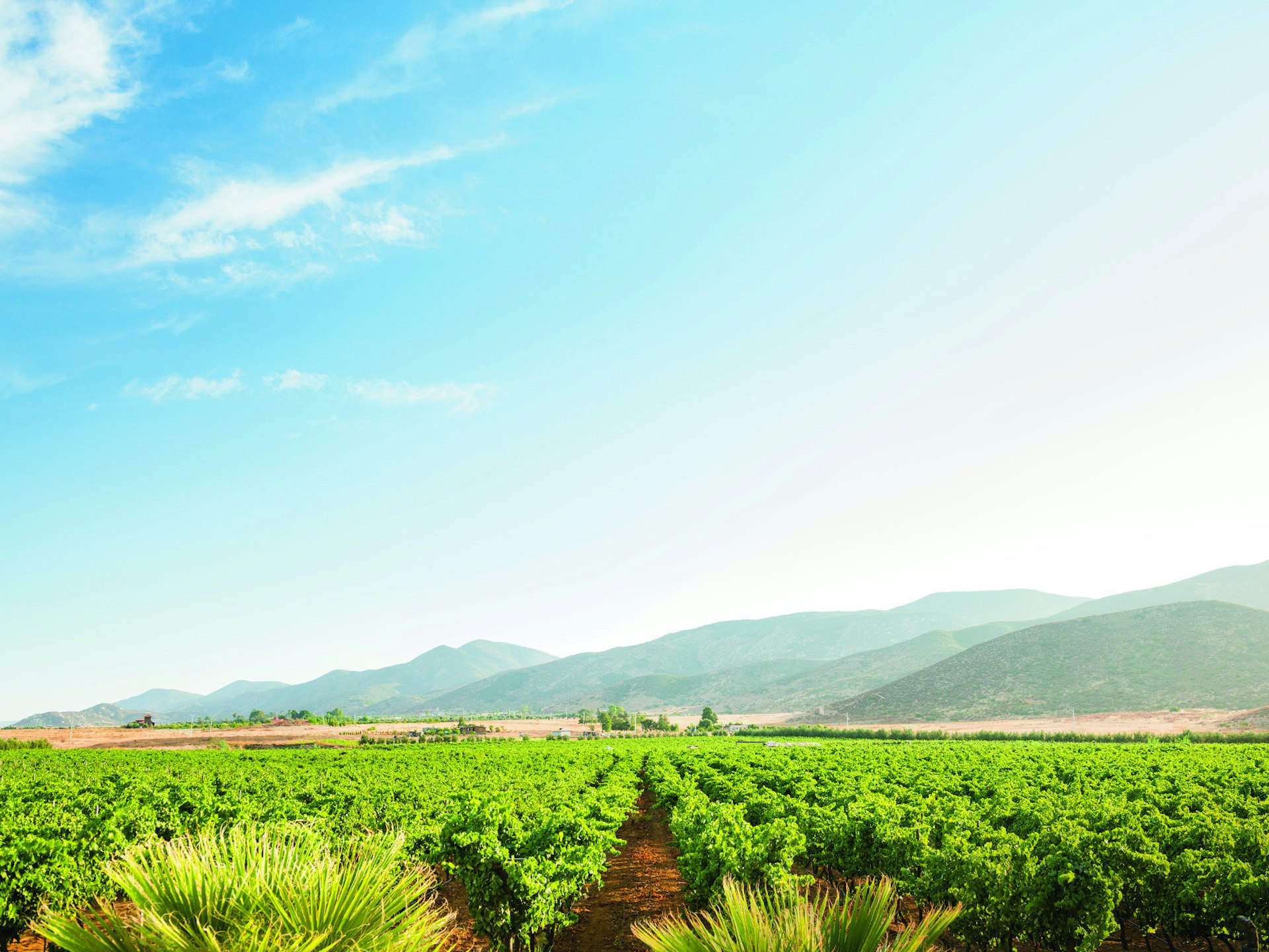 Vines stretch to the northern hills of Valle de Guadalupe, on the road to Decantos Vinicola