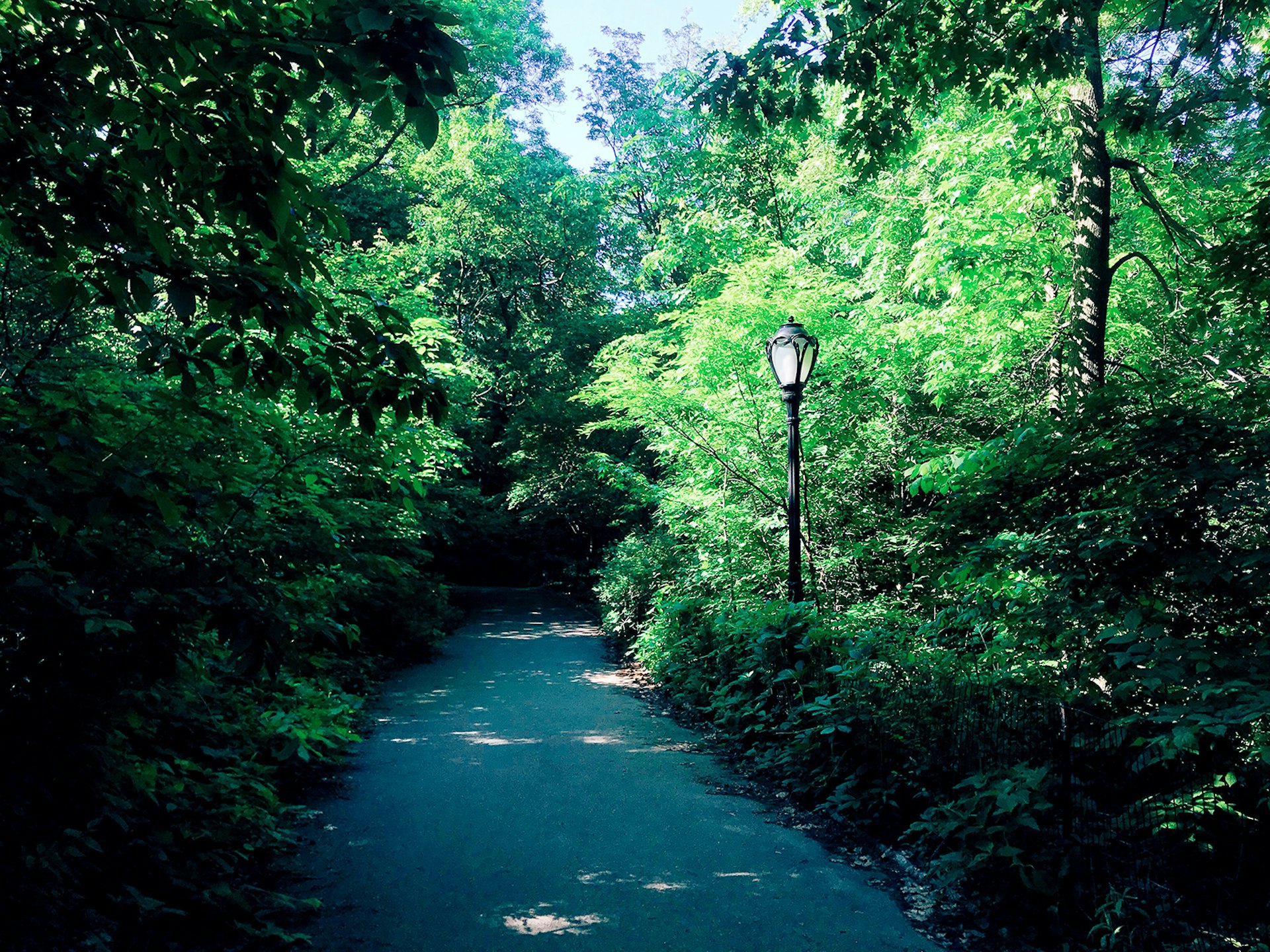Paved path through Central Park, lined with green trees and bushes and a lamppost © Mikki Brammer / Lonely Planet