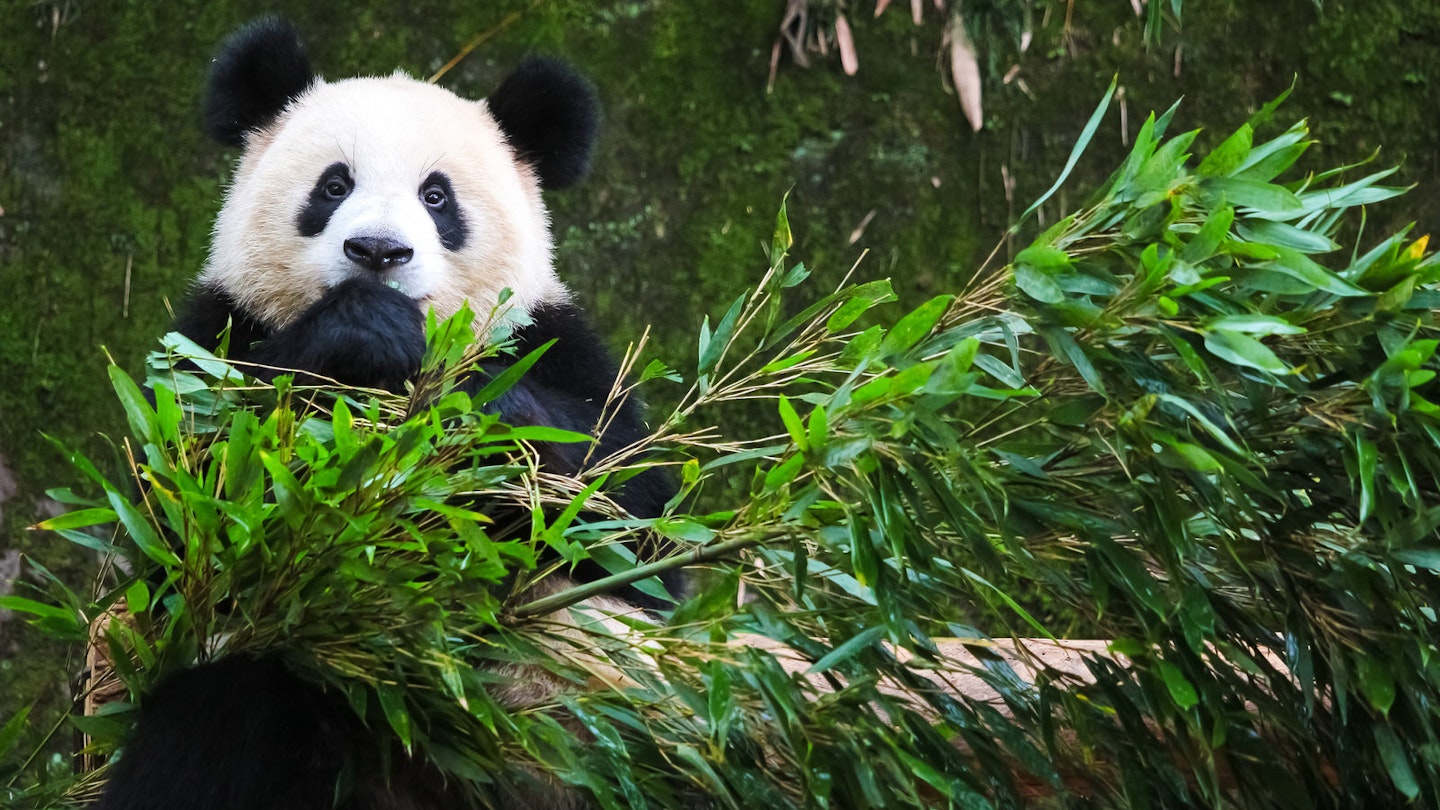 A panda looks at the camera while nibbling on some leafy bamboo branches. Sichuan's numerous breeding centres and nature reserves make it one of the best places in China to spot pandas © Akkharat Jarusilawong / Shutterstock