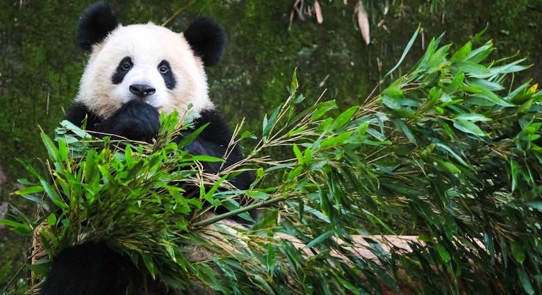 A panda looks at the camera while nibbling on some leafy bamboo branches. Sichuan's numerous breeding centres and nature reserves make it one of the best places in China to spot pandas © Akkharat Jarusilawong / Shutterstock