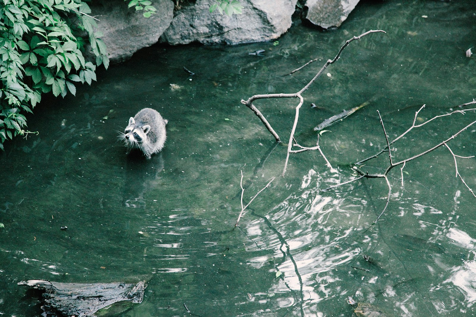 A small racoon looks up at the camera from a pond of water in Central Park © Mikki Brammer