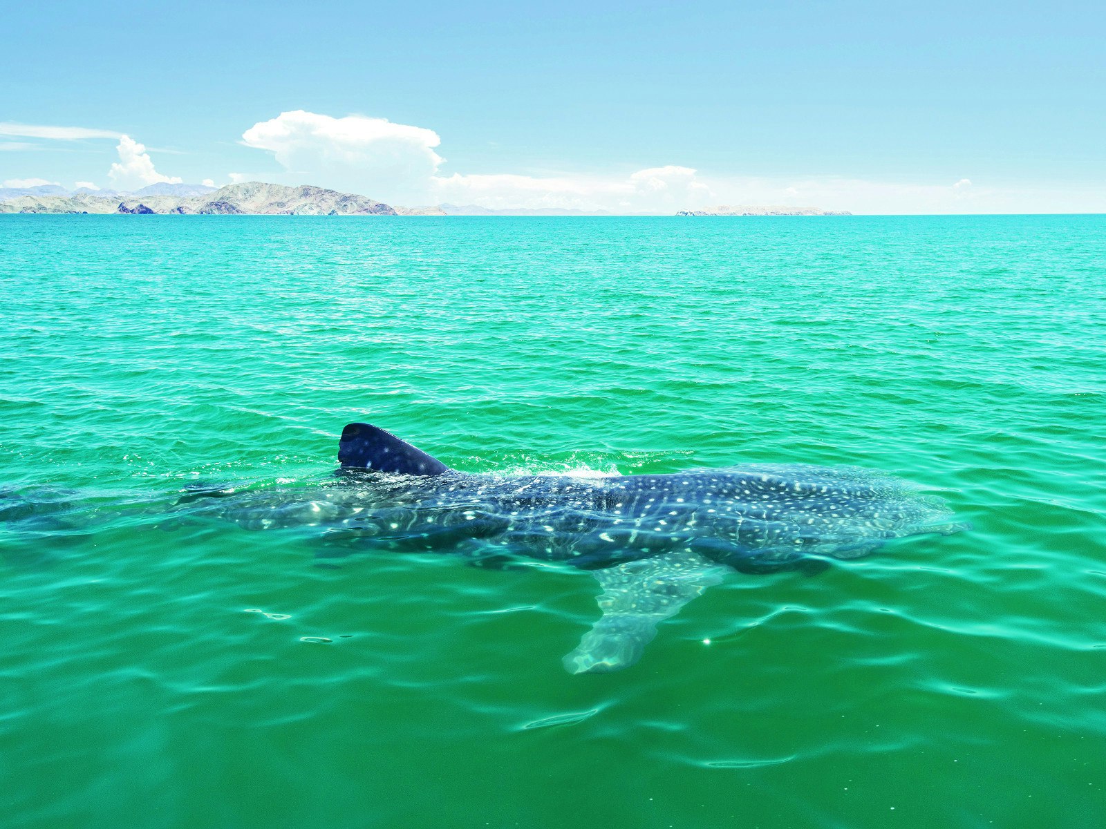 A whale shark surfaces in the Sea of Cortez