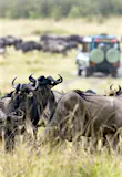 A large group of approx ten wildebeests graze in long grass. In the background an even larger group grazes, with a 4WD vehicle facing them