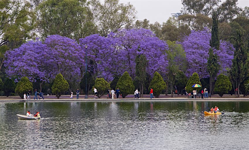 Paddle boats in front of blooming Jacaranda Trees in Chapultepec Park © Paul Franklin / Getty Images