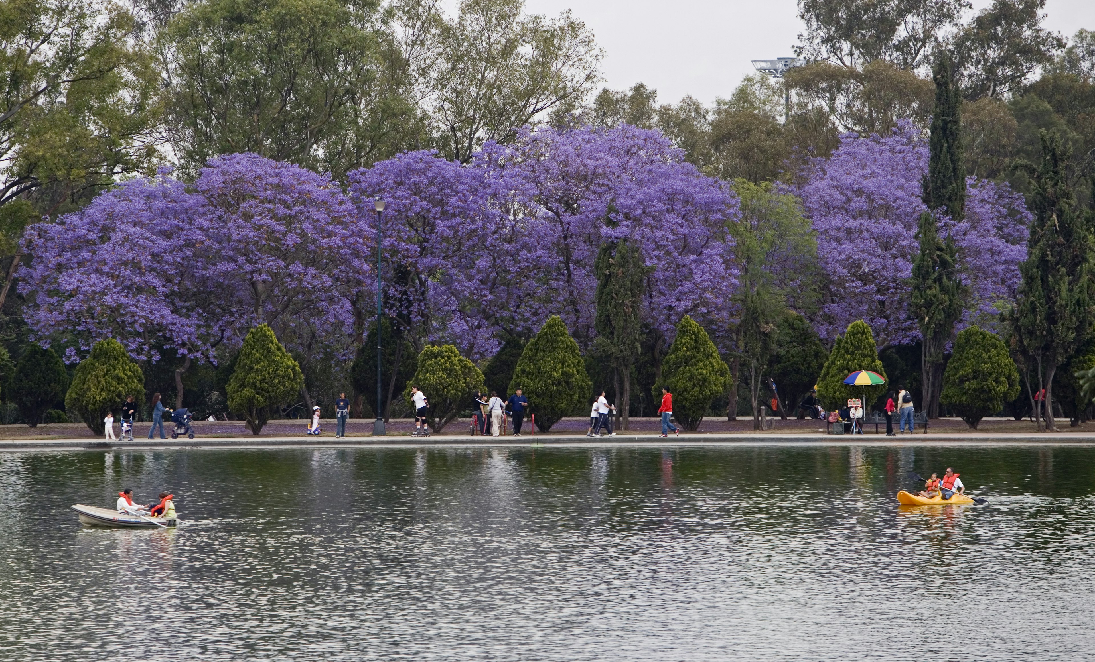 Paddle boats in front of blooming Jacaranda Trees in Chapultepec Park © Paul Franklin / Getty Images