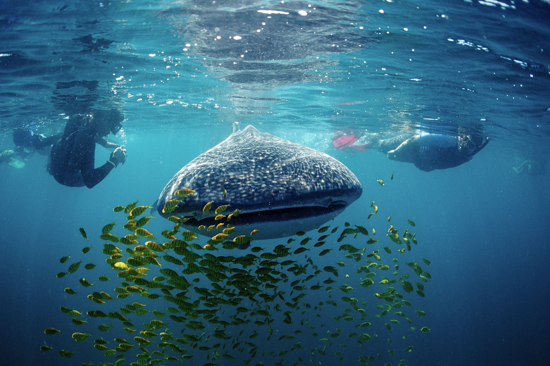 Two snorkelers observe a whale shark swimming through a school of bright yellow fish © Ullstein Bild / Getty Images