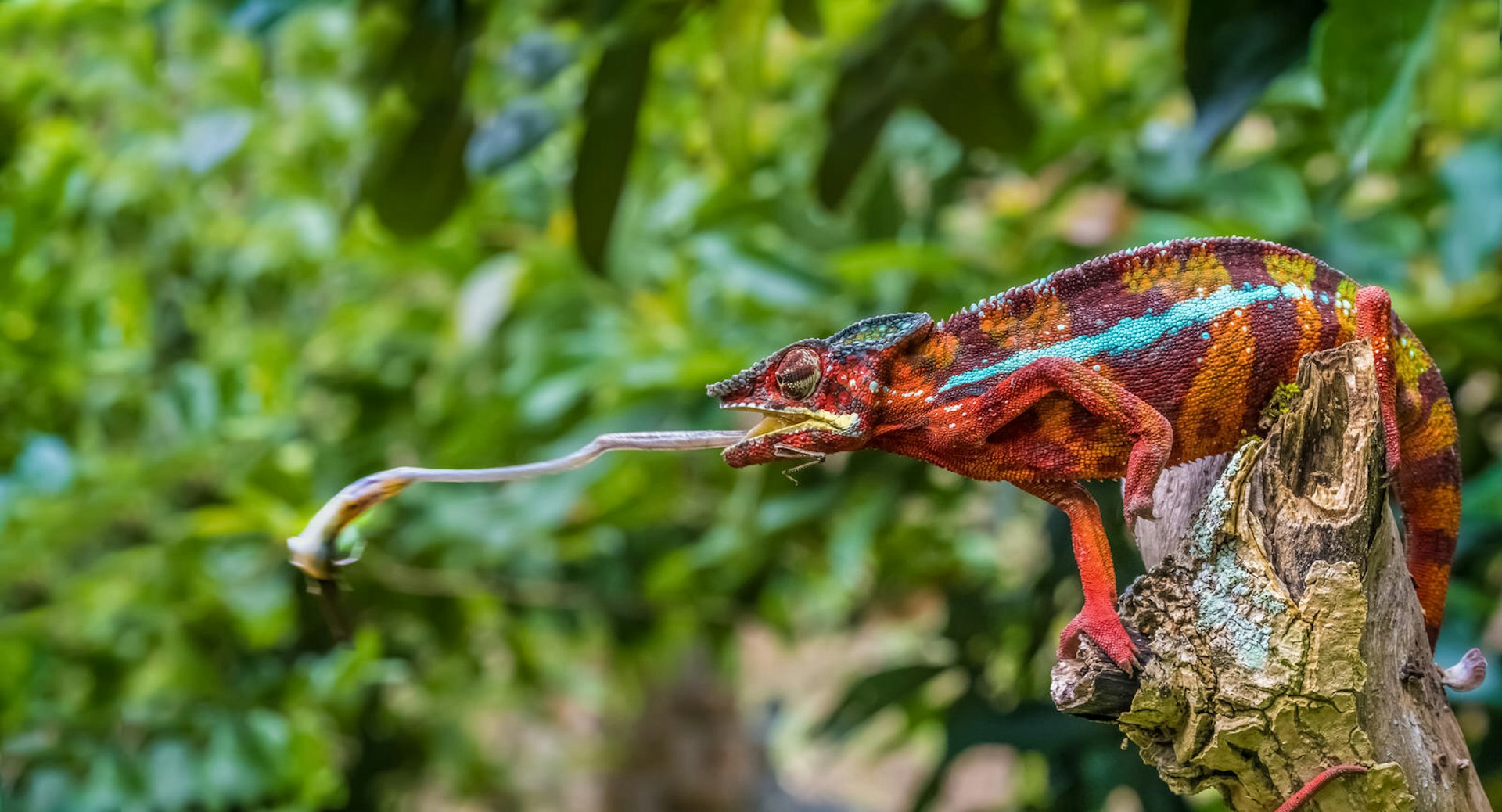 A chameleon, primarily red and orange but with a bright blue streak, shoots out its tongue to catch an insect in Andasibe-Mantadia National Park, Madagascar