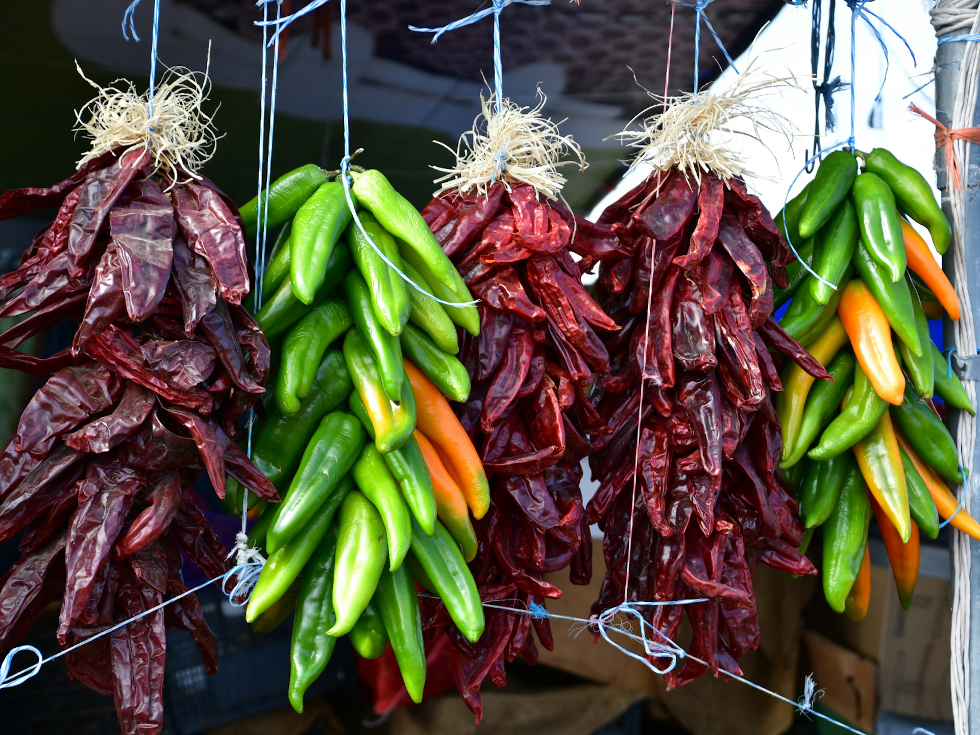 Green, red and purple Hatch chiles drying on string