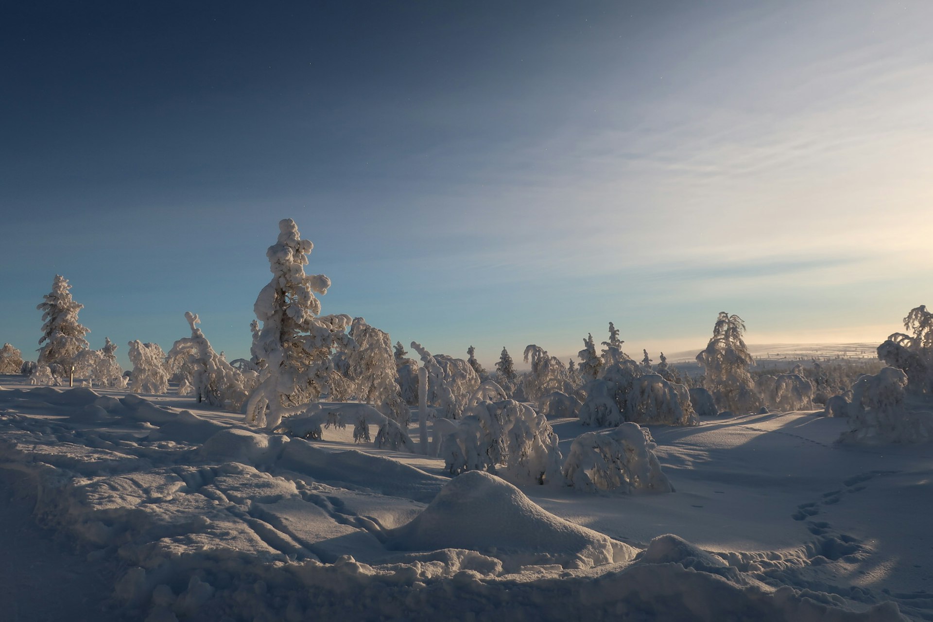 Snowy landscape shot of Saariselkä's rolling hills bathed in soft sunlight, with many pine trees drooping under the weight of the snow