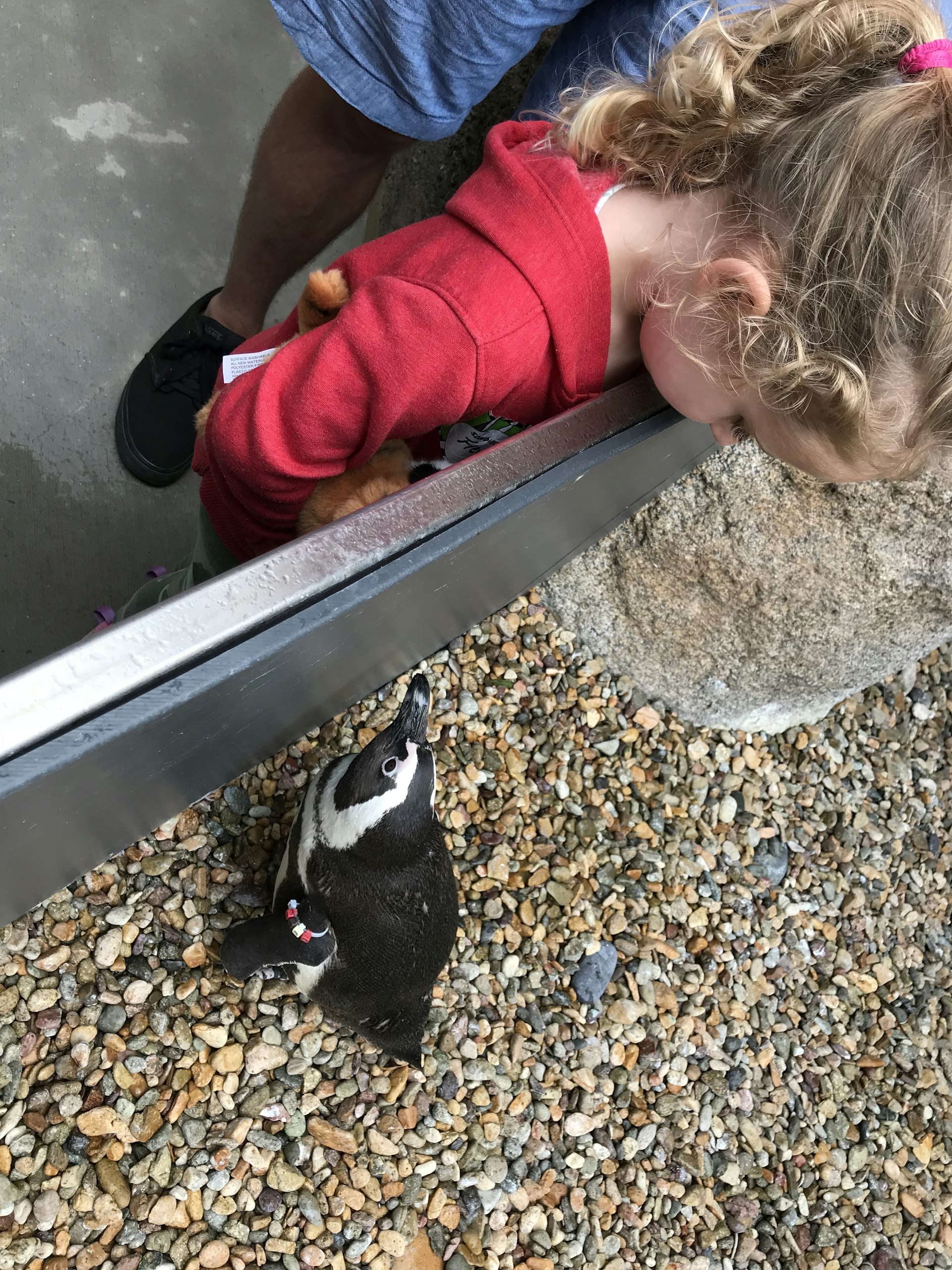 Girl looks over a barrier at a penguin staring back up at her © Sarah Stocking / Lonely Planet