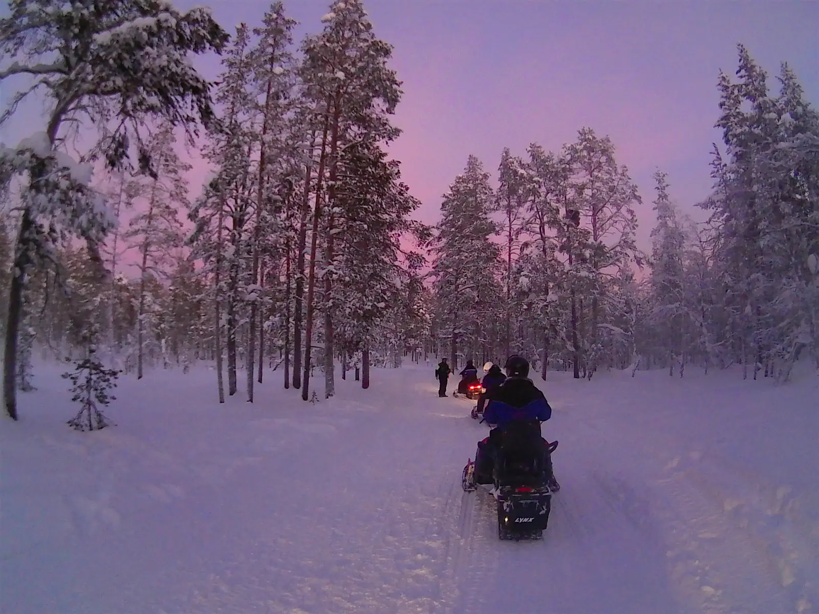 Snowmobiles in Lapland Several snowmobilers lined up one behind the other between the trees in a forest trail under a pink sky.