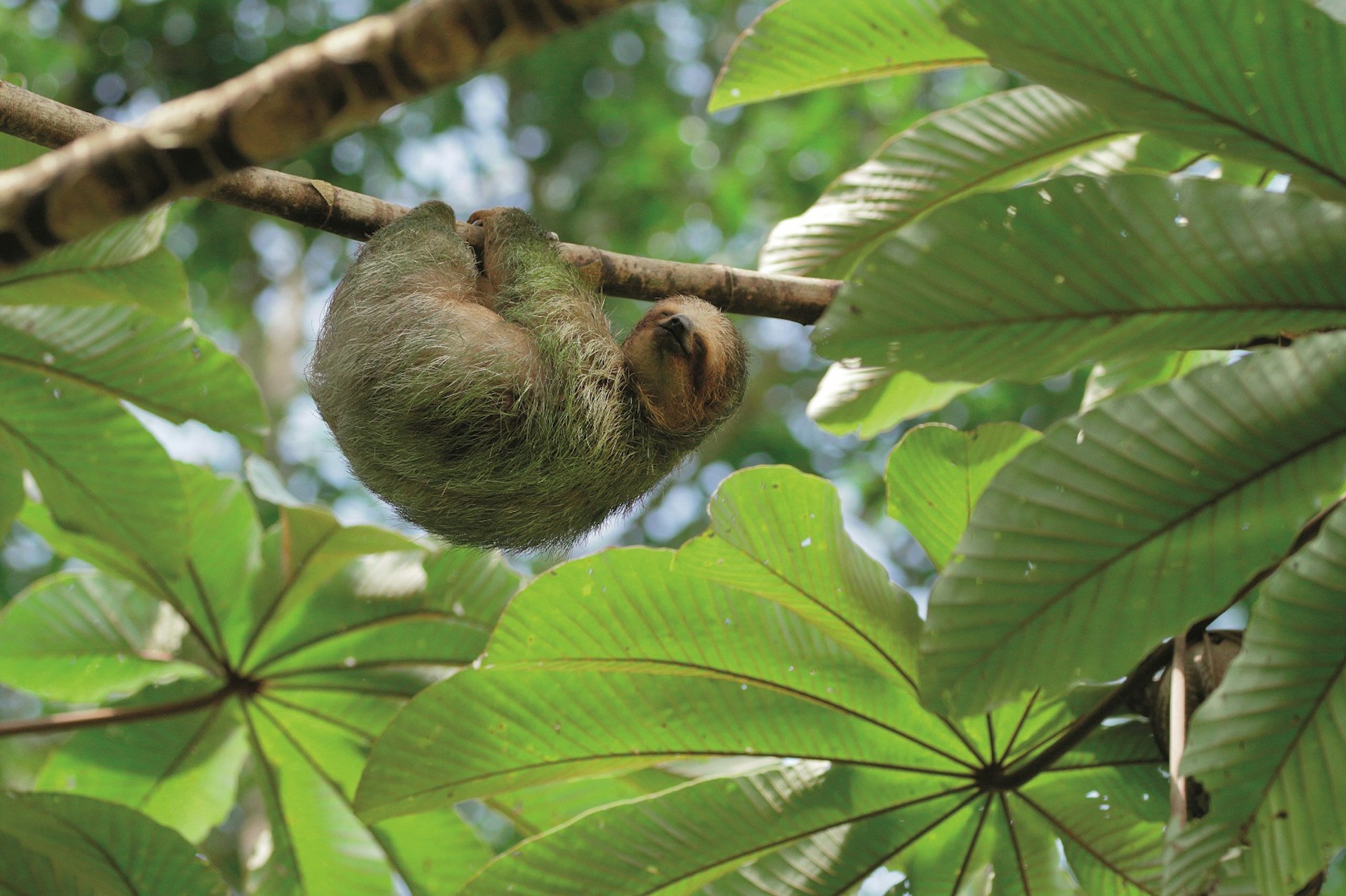Sloth Preserve, Arenal Volcano National Park© Juan Carlos Vindas / Getty Images