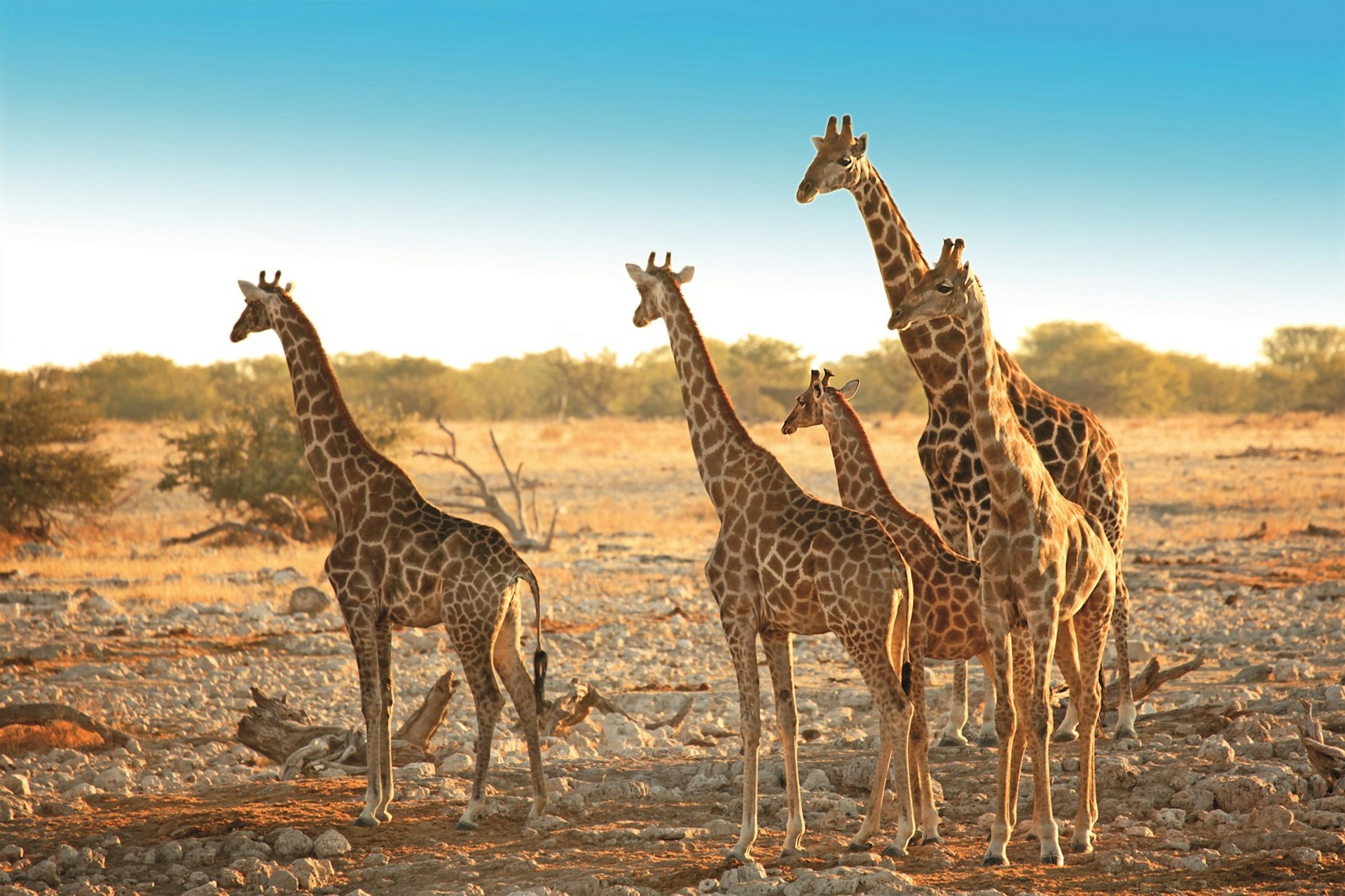 Family of five wild giraffes standing in a dry Savannah landscape near Okaukuejo waterhole in Etosha National Park in Namibia, Africa © Jurgar / Getty Images 