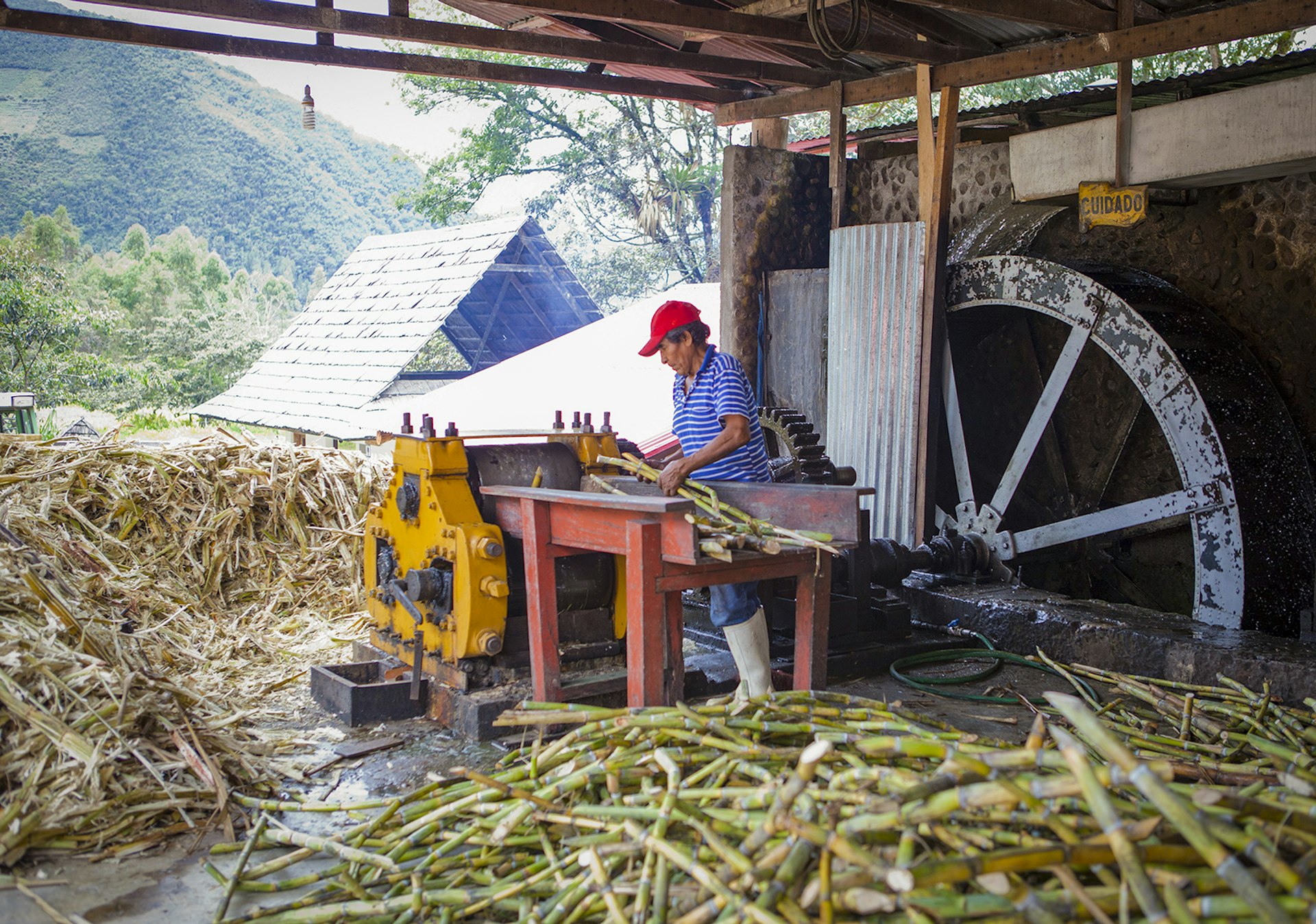 A man uses a sugarcane press surrounded by sugarcane stalks © Erick Andía / Lonely Planet