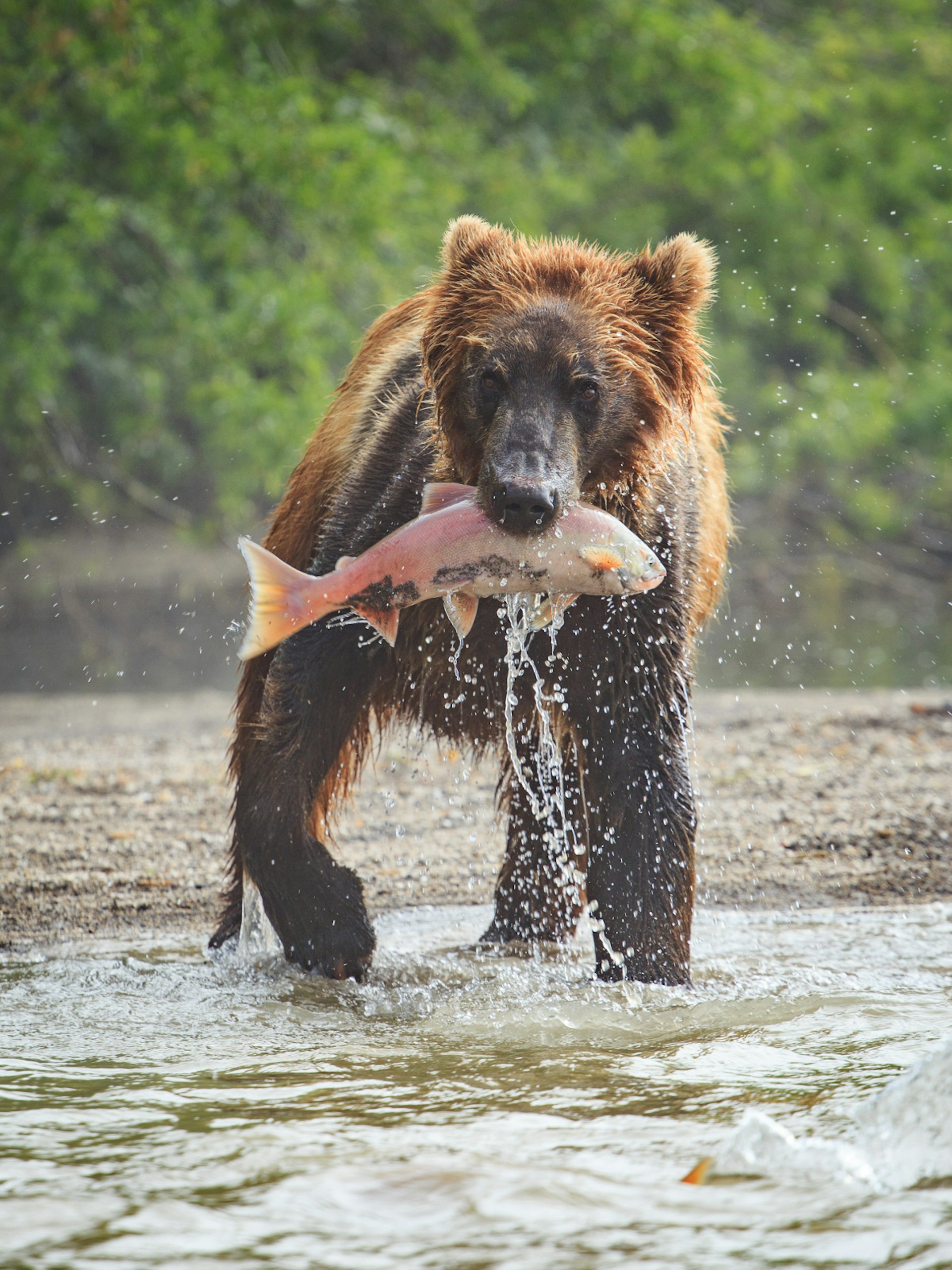 A brown bear hunts salmon in the cold water of a lake in Kamchatka © Dan Weits / Shutterstock