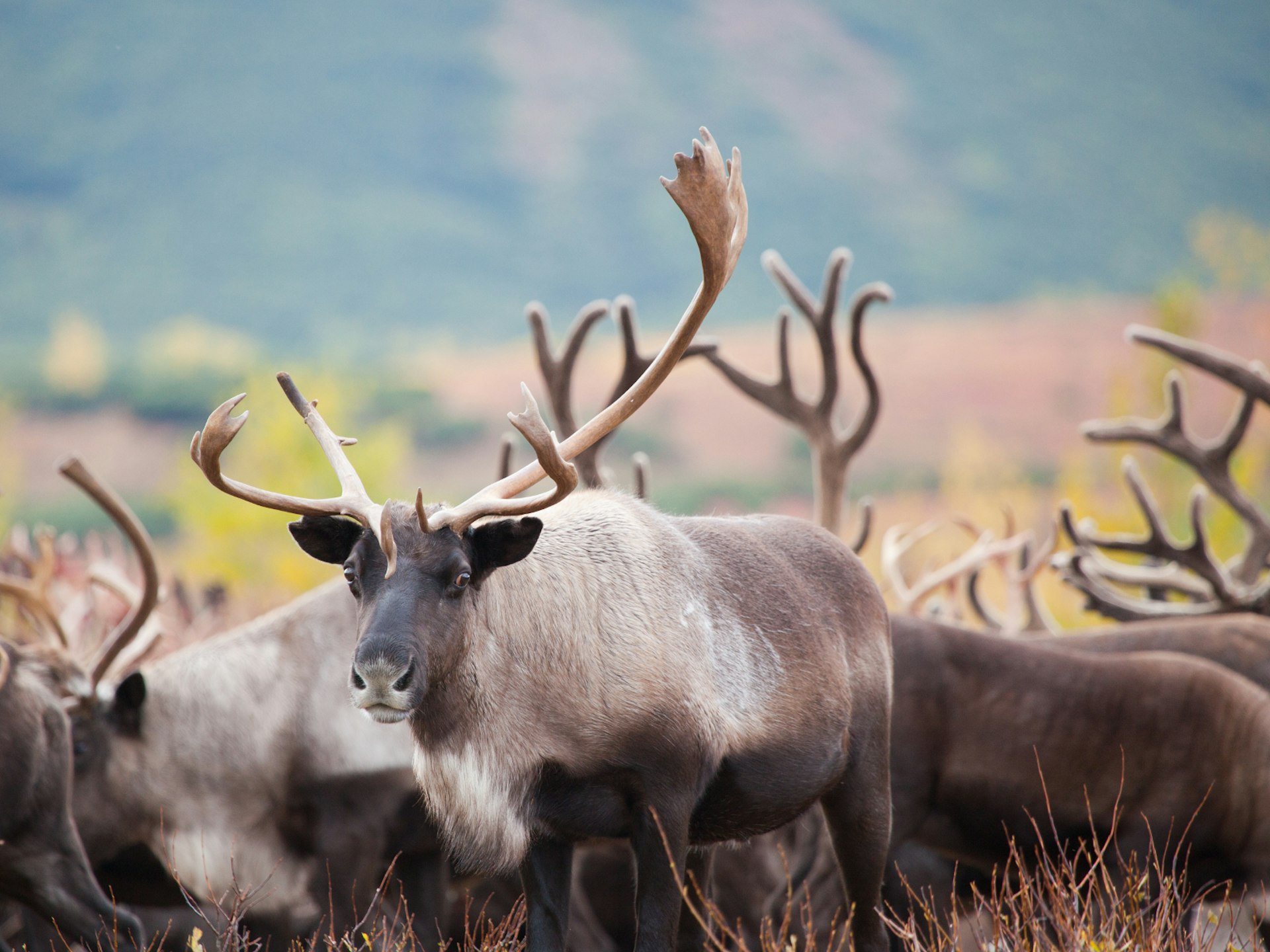Kamchatka is home to incredible wildlife, including herds of reindeer © Evgeniia Ozerkina / Shutterstock