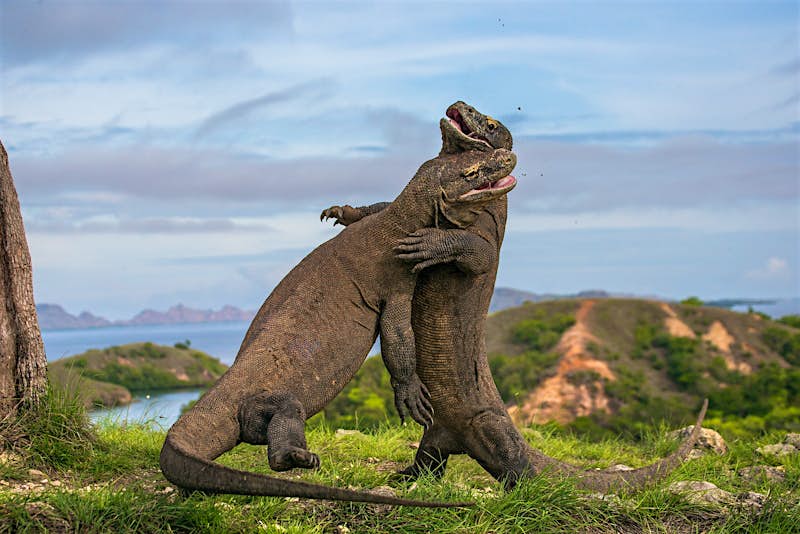 Two Komodo dragons fight with each other © Gudkov Andrey / Shutterstock