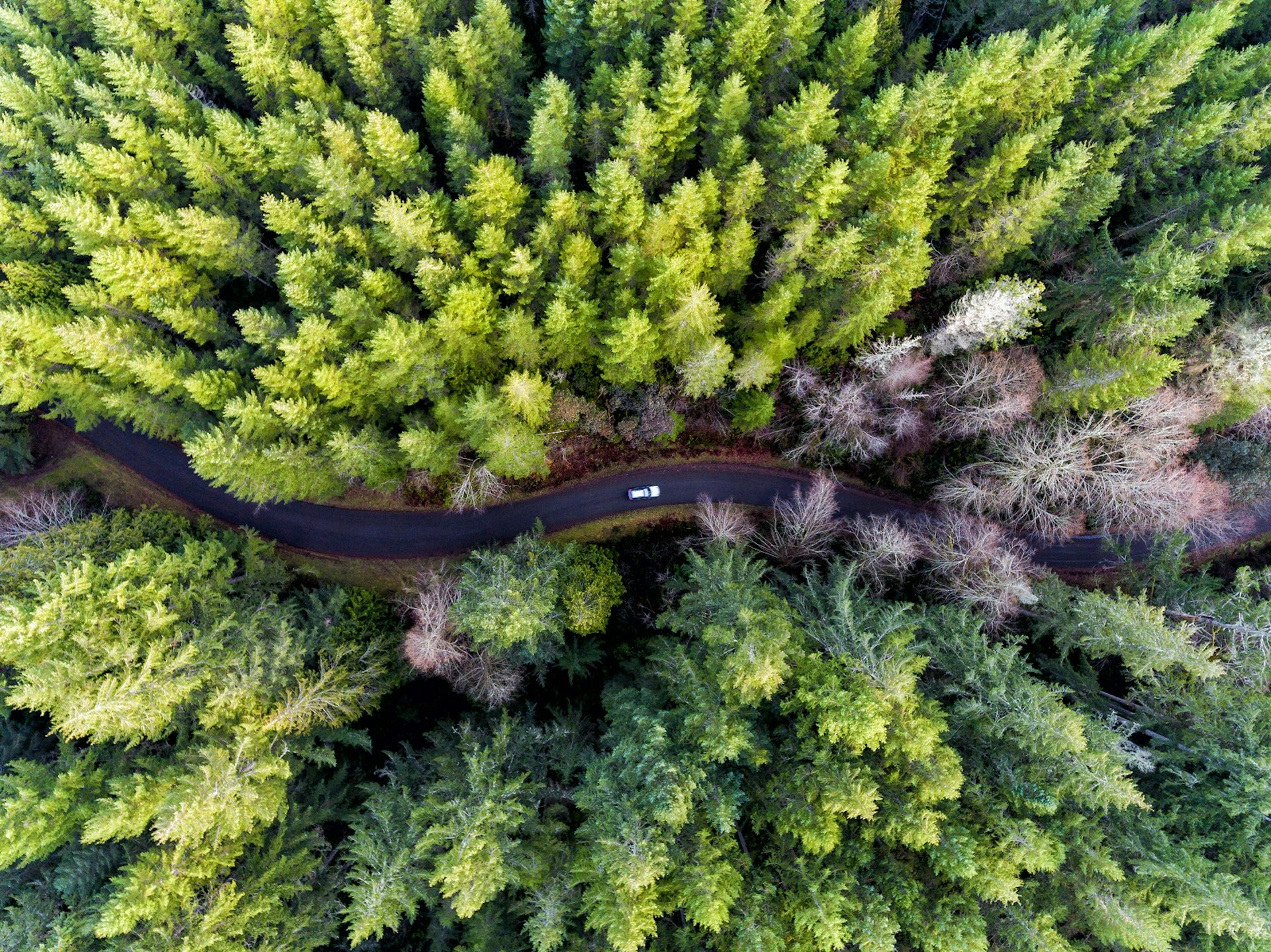 A car drives through a green forest © Dale Johnson / 500px