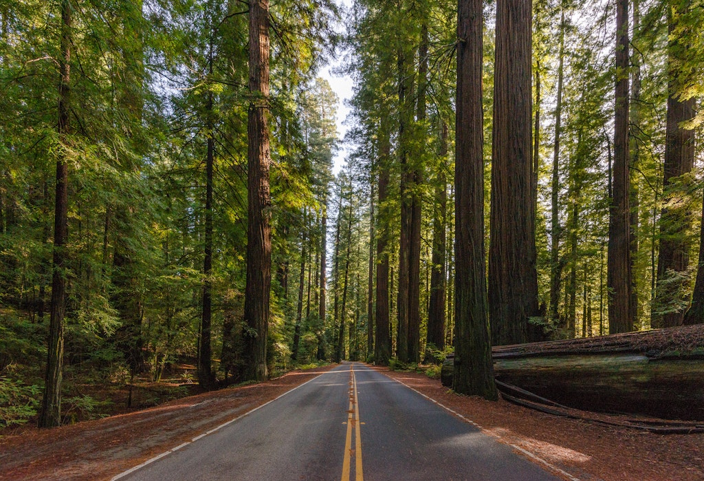 Features - Avenue of the Giants California