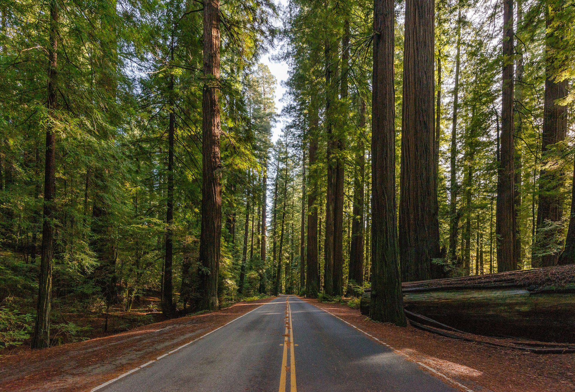 Features - Avenue of the Giants California