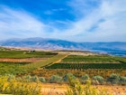 Features - vineyard-south-lebanon-9bdf142c190b