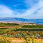 Features - vineyard-south-lebanon-9bdf142c190b