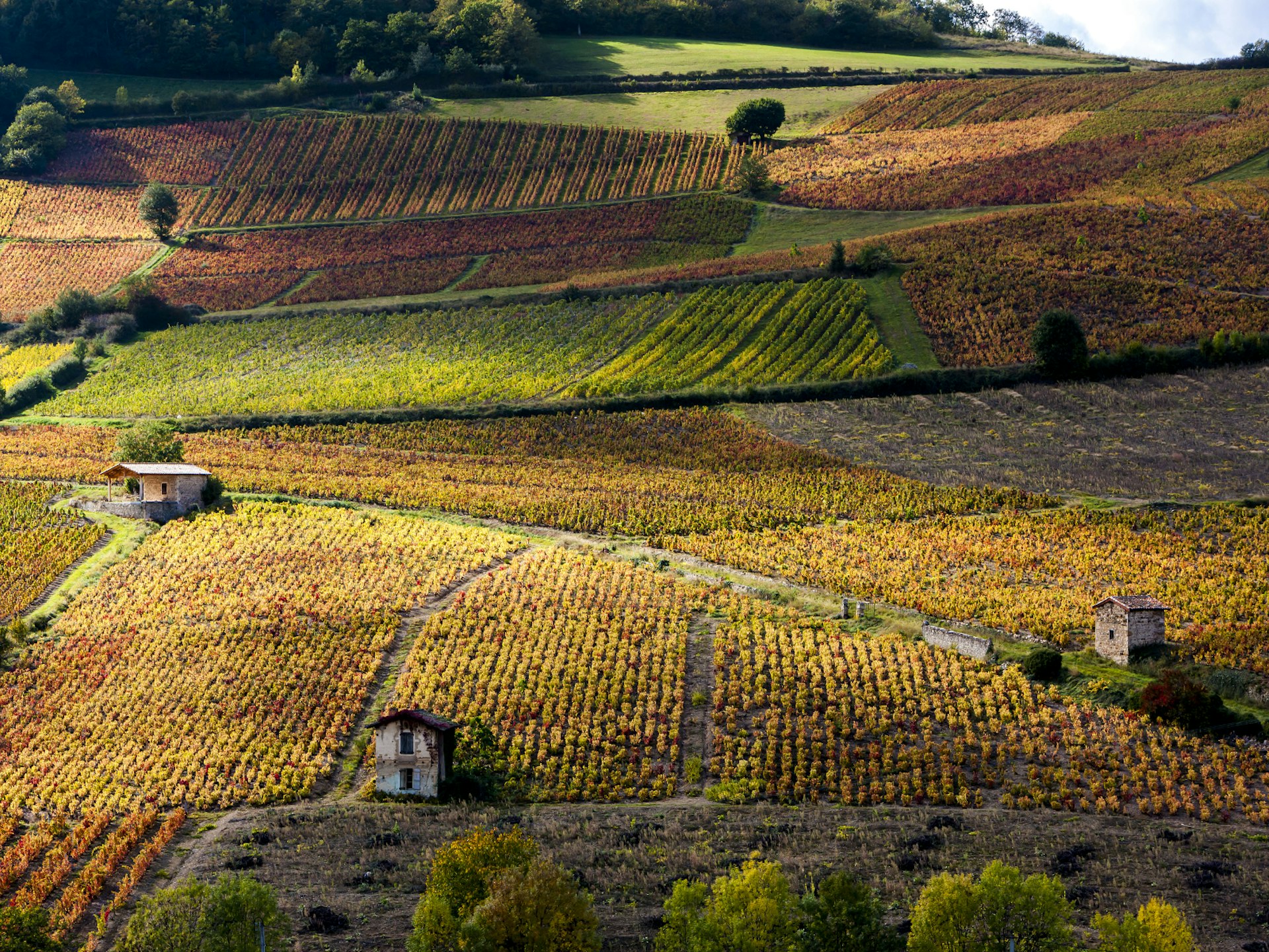 Picturesque vineyards near Beaujeu, Beaujolais, France