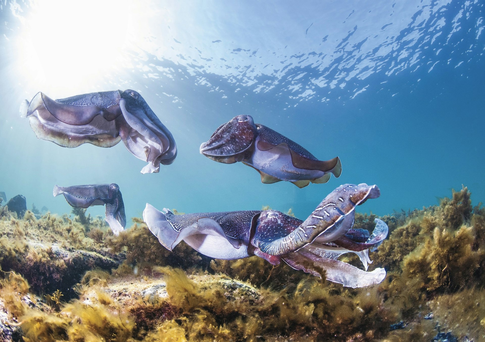 Cuttlefish underwater in South Australia by Carl Charter