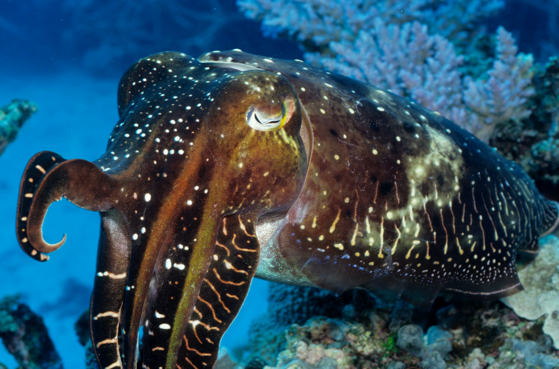 Giant cuttlefish close up by uwphoto 