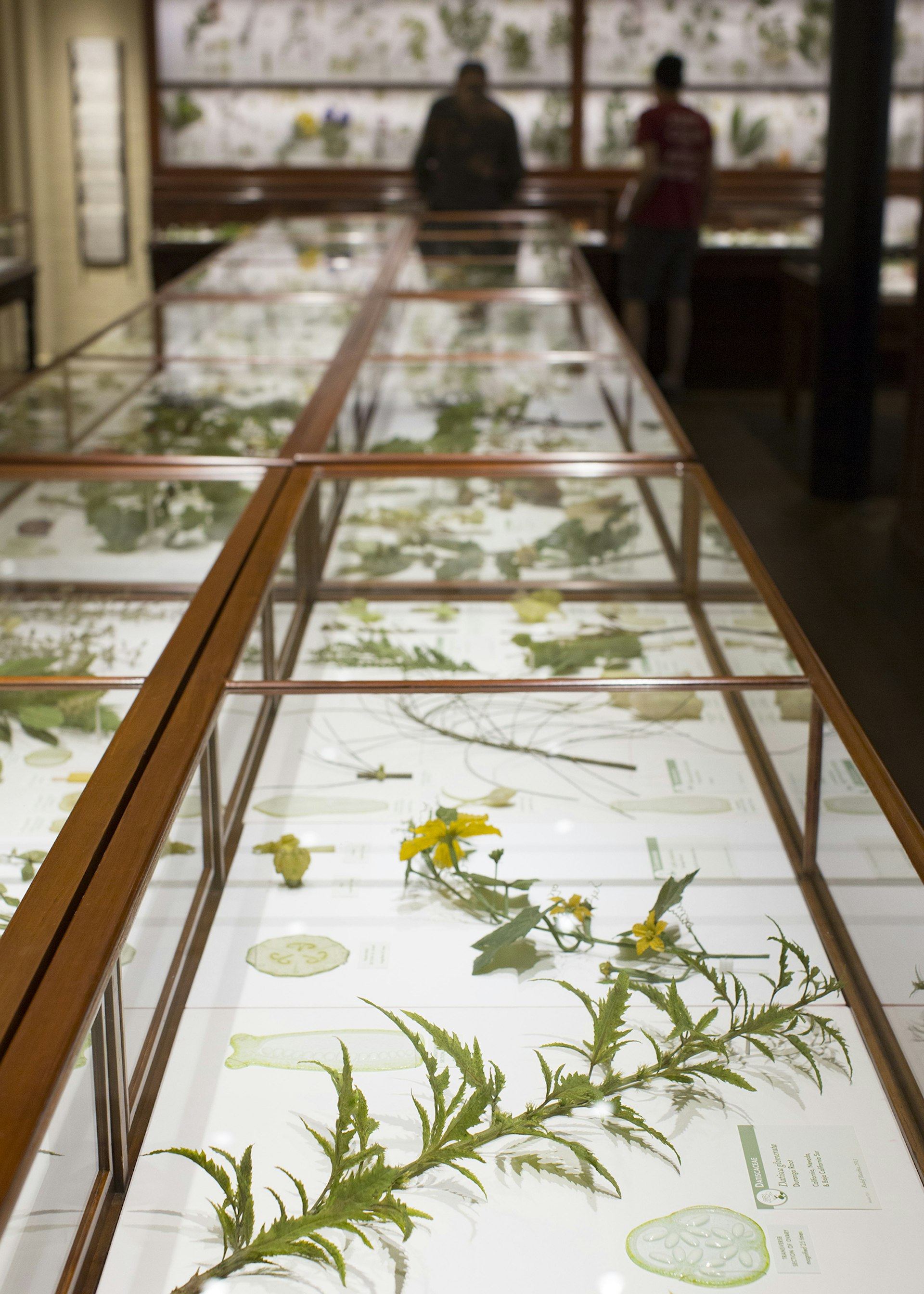 The Ware Collection for Blaschka Glass Models of Plants at the Harvard Museum of Natural History © Boston Globe / Getty Images
