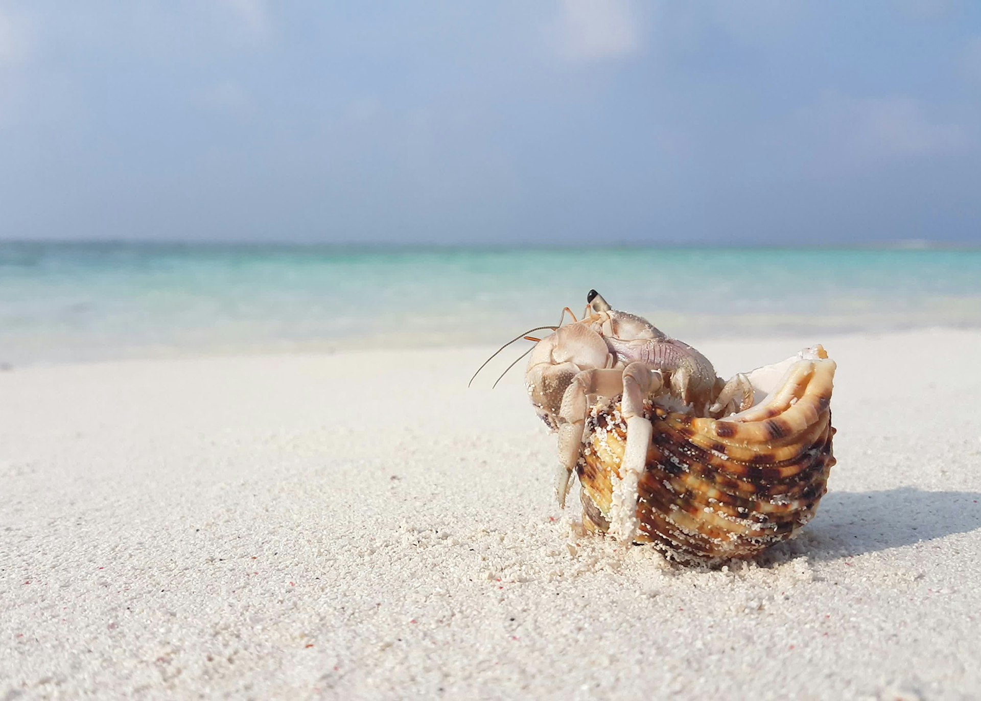 Hermit crab on a tropical beach © MotionWorksFilmStudio / Getty Images