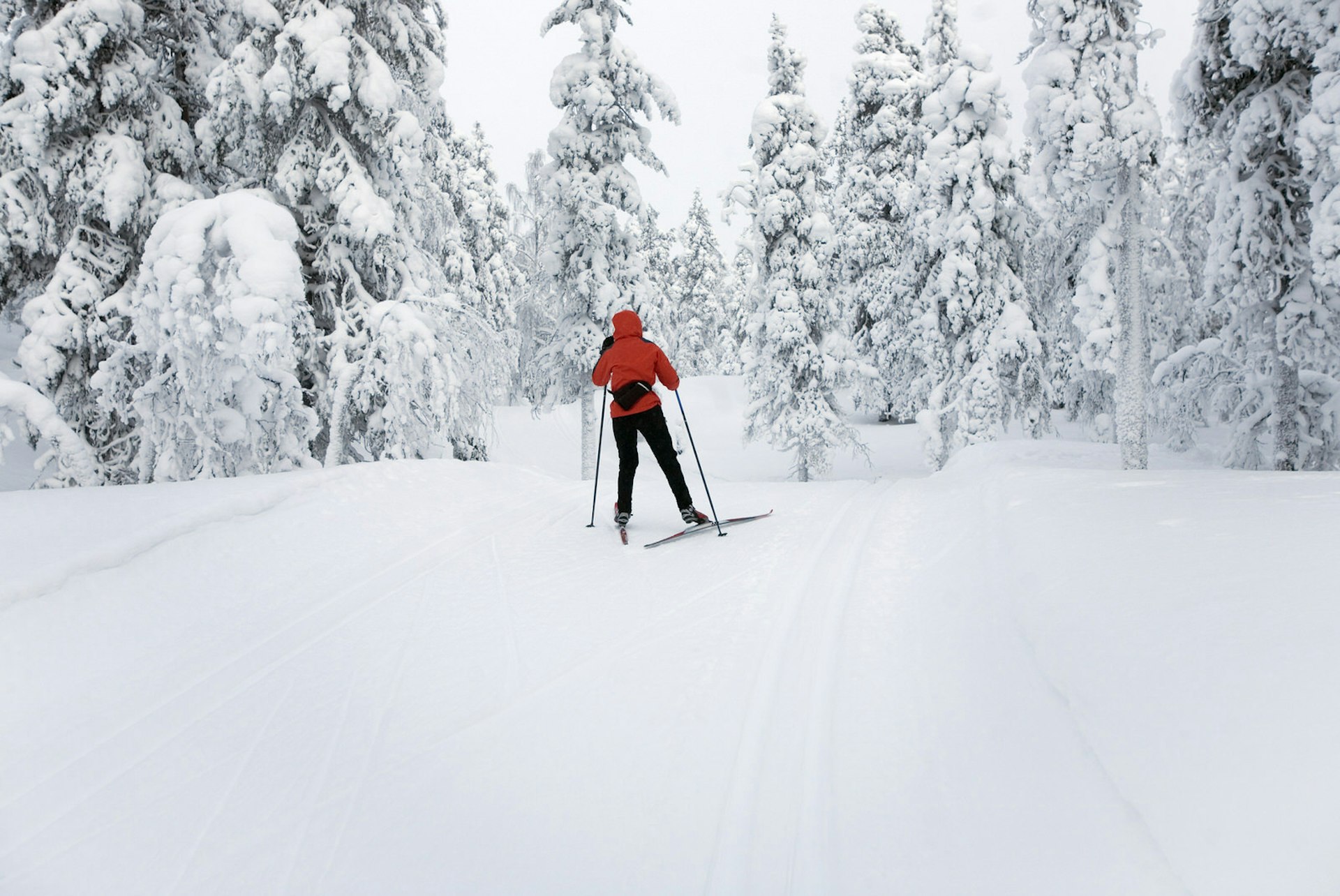 A cross-country skier skiing on one of the forested trails in the Saariselkä region.