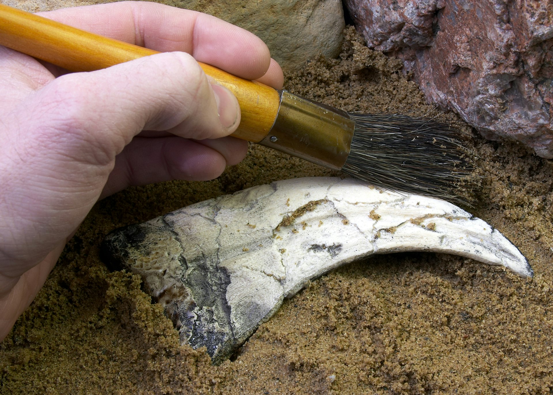 Brushing sand away from a fossil dinosaur claw © tacojim / Getty Images